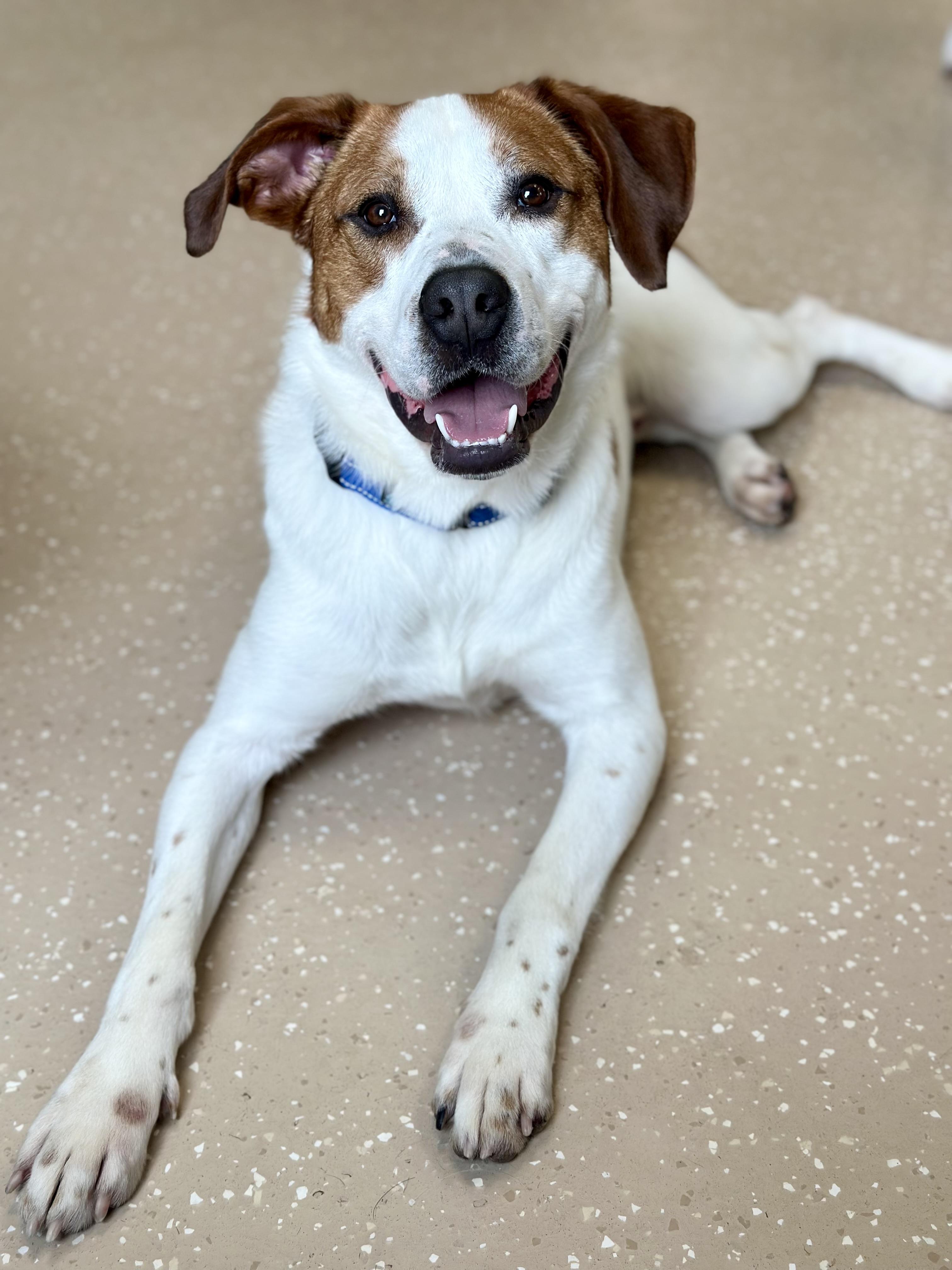 William, a ADOPTABLE mixed breed in Seneca Falls, NY image 4/5