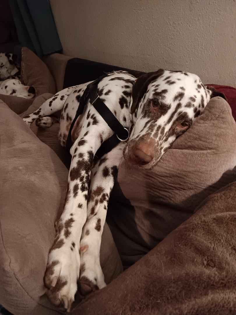 Maverick, a Adoptable Dalmatian in San Diego, CA image 2/3