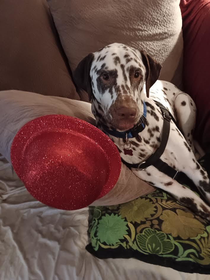 Maverick, a Adoptable Dalmatian in San Diego, CA image 3/3