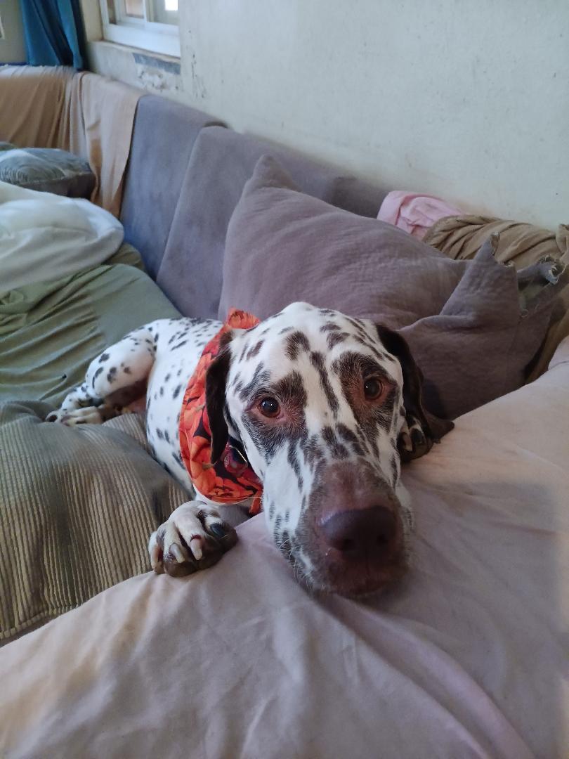 Maverick, Adult Male Dalmatian