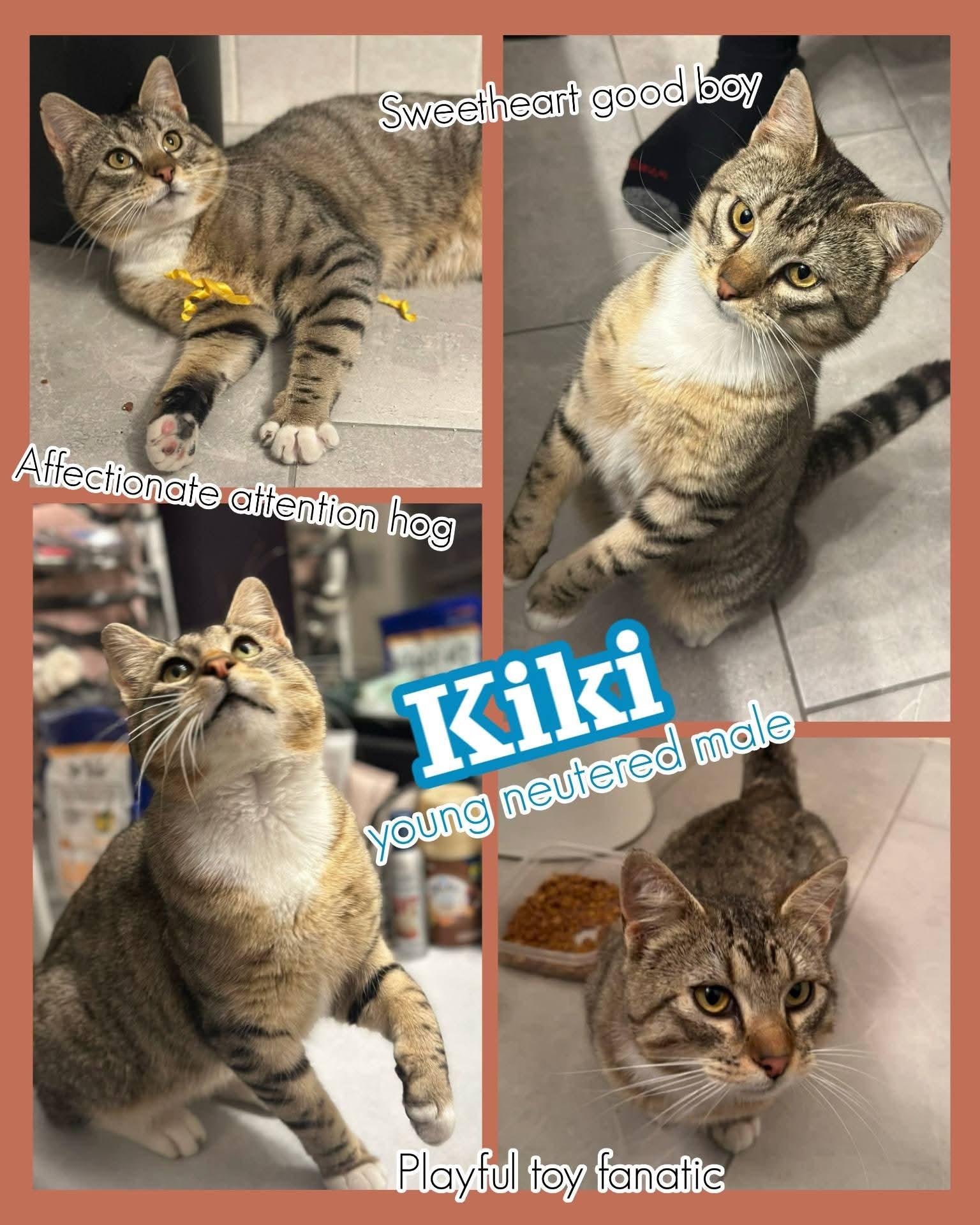 Kiki, ADOPTABLE, Young Male Domestic Short Hair.