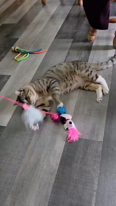 Enlarge Kiki, a ADOPTABLE Domestic Short Hair in Brigham City, UT video 2/2