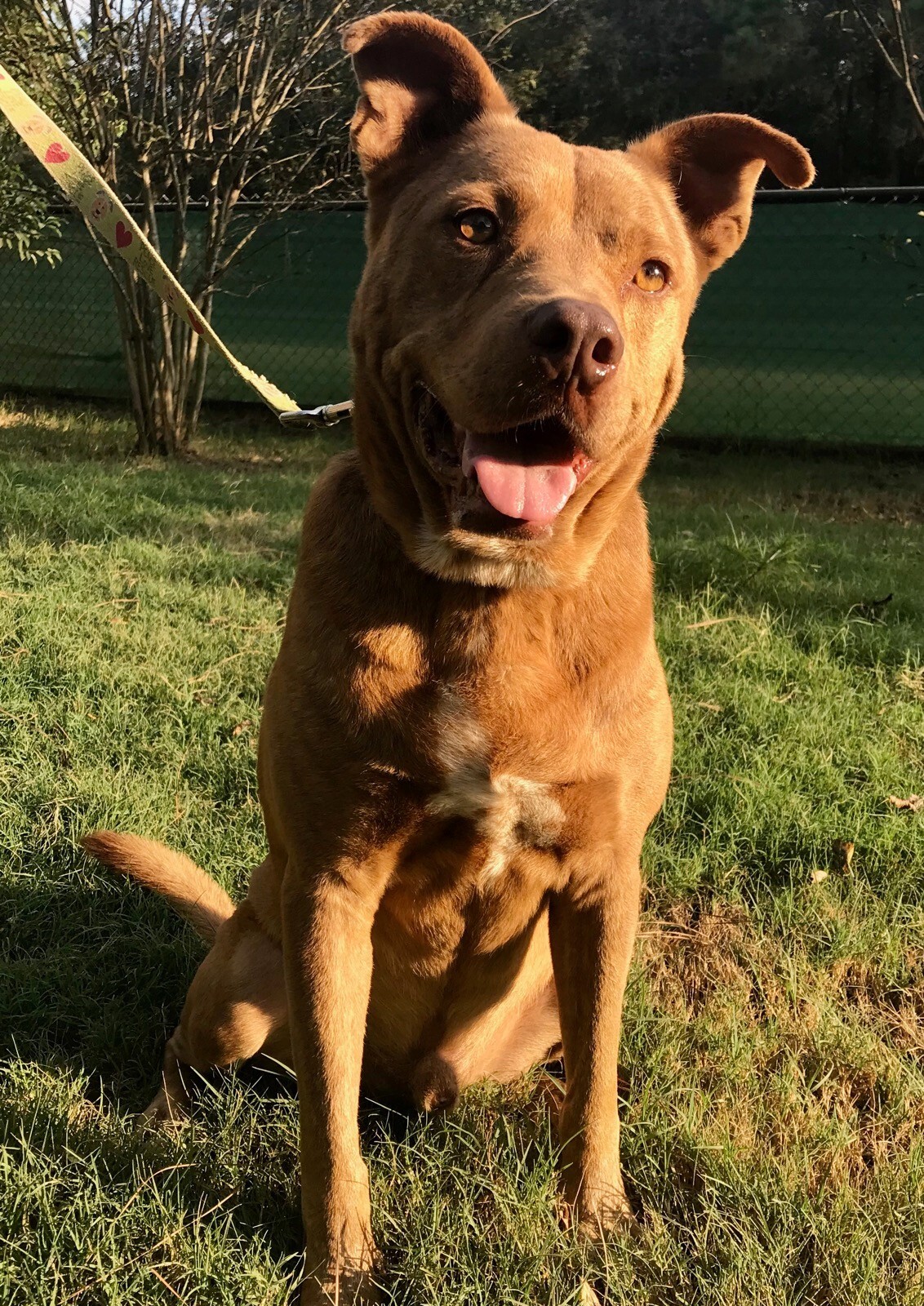 Ridge, a Adoptable mixed breed in Sheridan, TX image 1/12