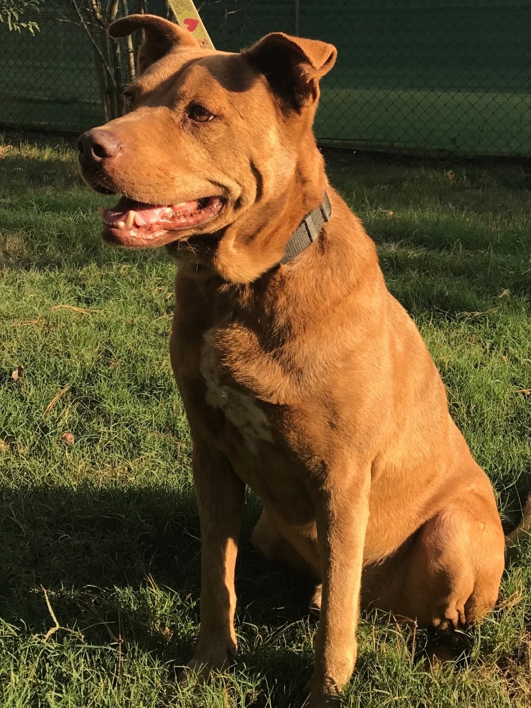 Ridge, a Adoptable mixed breed in Sheridan, TX image 2/12