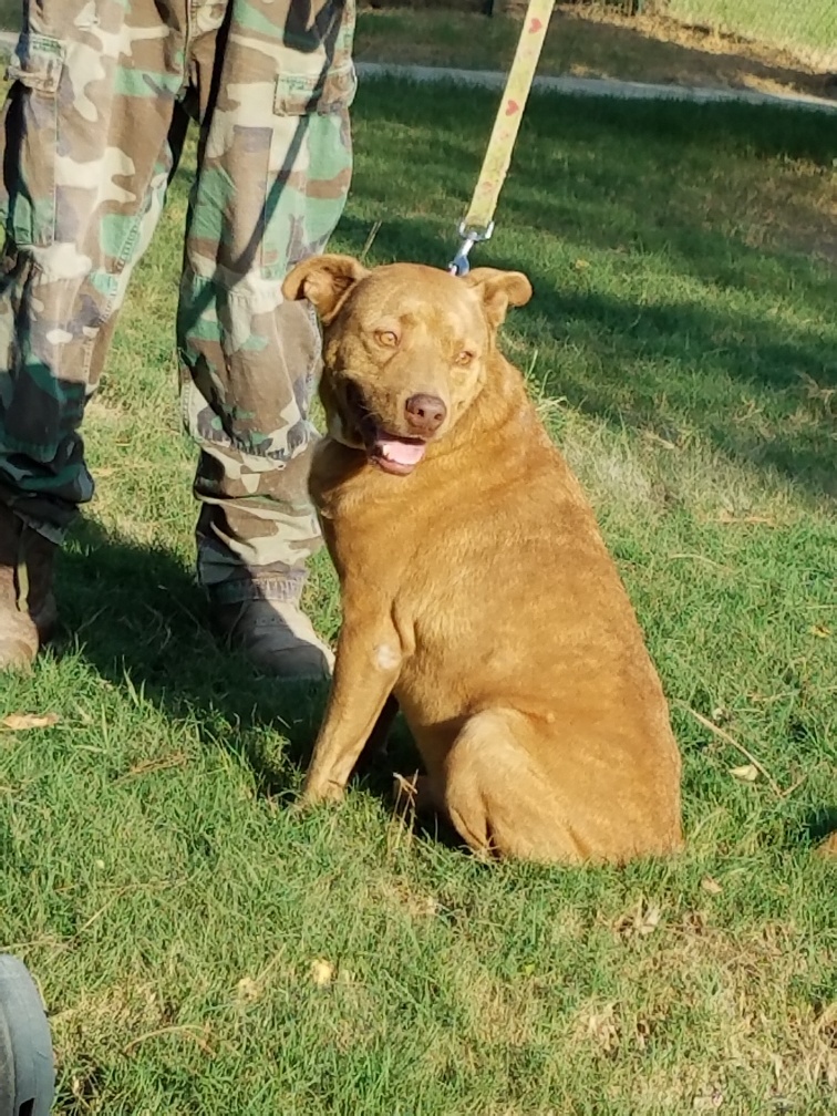 Ridge, a Adoptable mixed breed in Sheridan, TX image 3/12