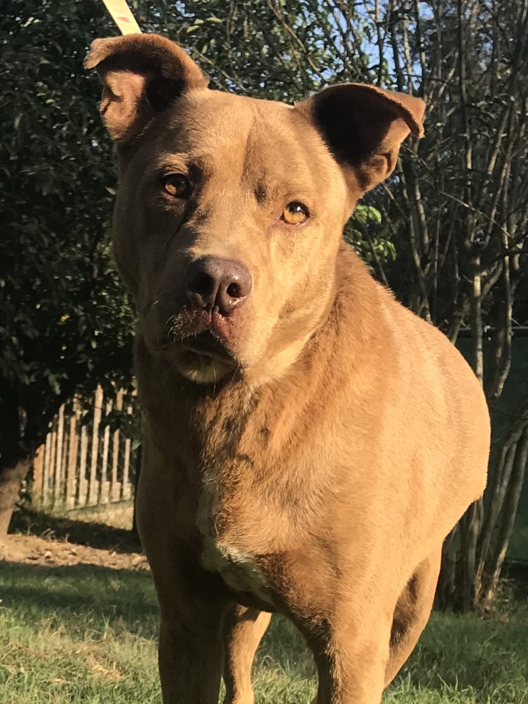 Ridge, a Adoptable mixed breed in Sheridan, TX image 4/12