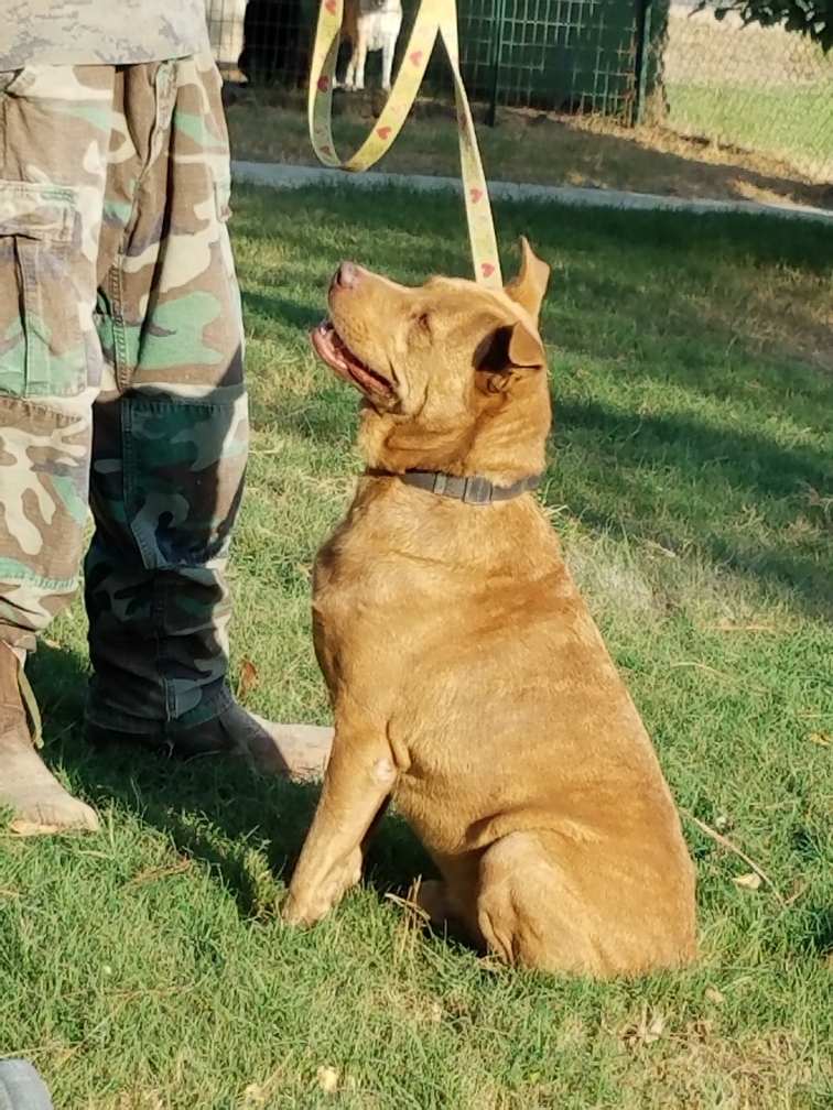 Ridge, a Adoptable mixed breed in Sheridan, TX image 5/12