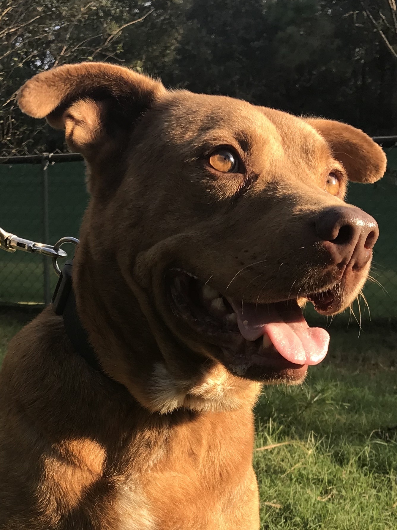 Ridge, a Adoptable mixed breed in Sheridan, TX image 6/12