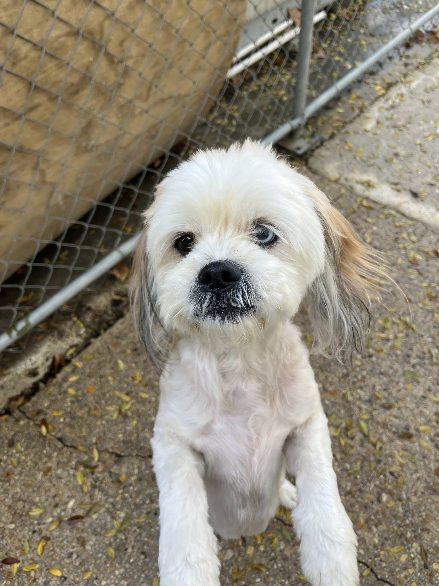 Crosby, a ADOPTABLE mixed breed in Baton Rouge, LA image 1/2