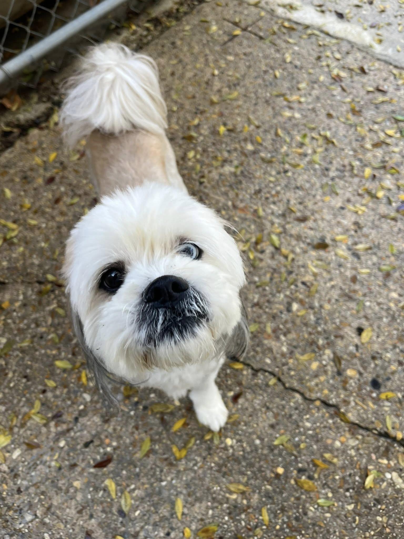 Crosby, a ADOPTABLE mixed breed in Baton Rouge, LA image 2/2