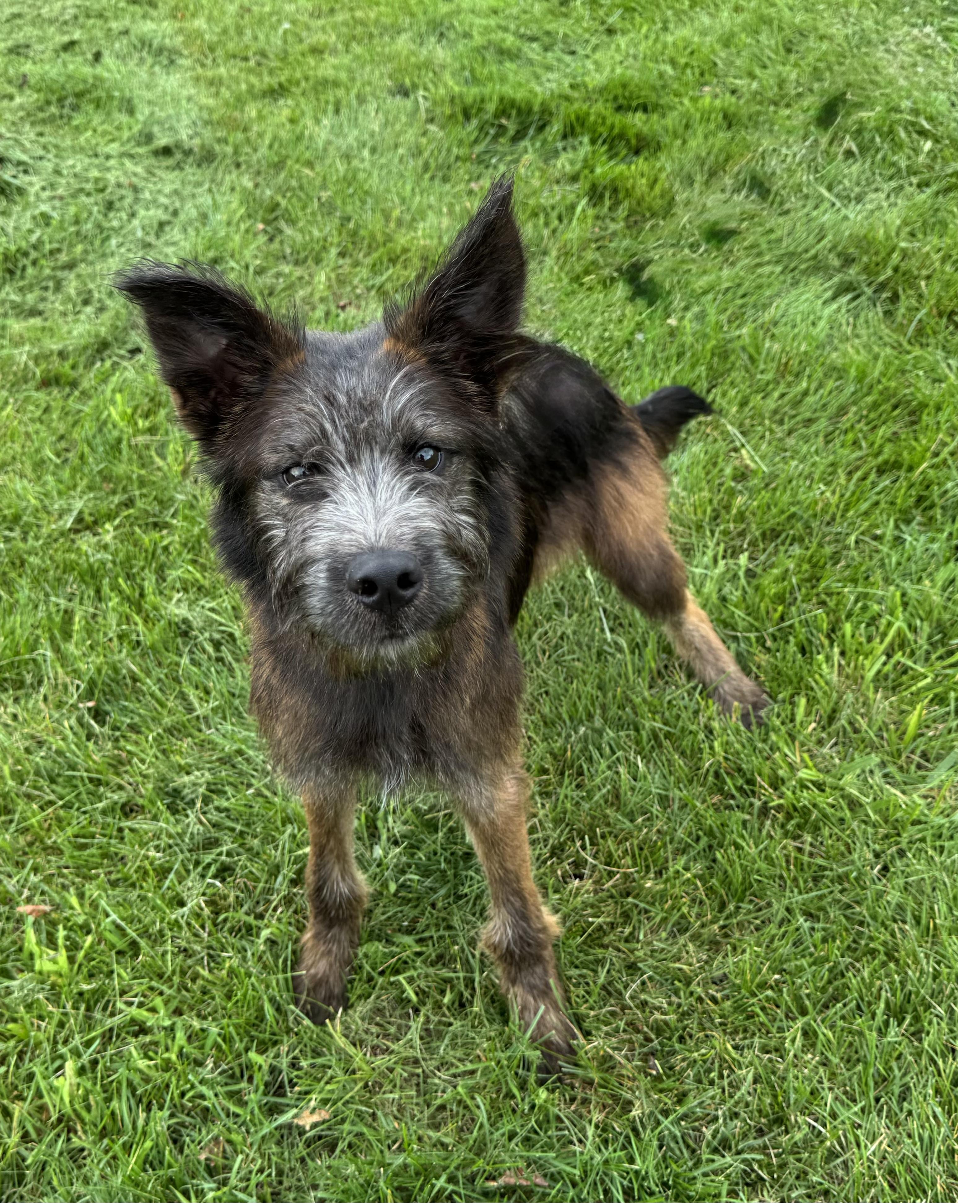 Enlarge Chewbacca, a Adopted mixed breed in Mokena, IL image 4/4