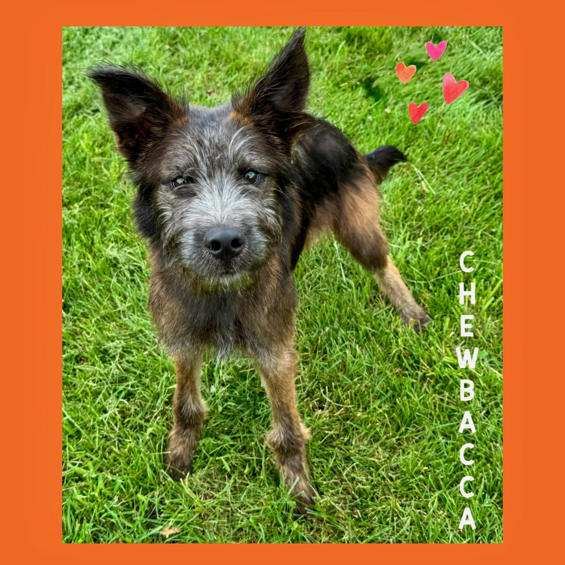 Chewbacca, Adopted, Puppy Male Terrier.
