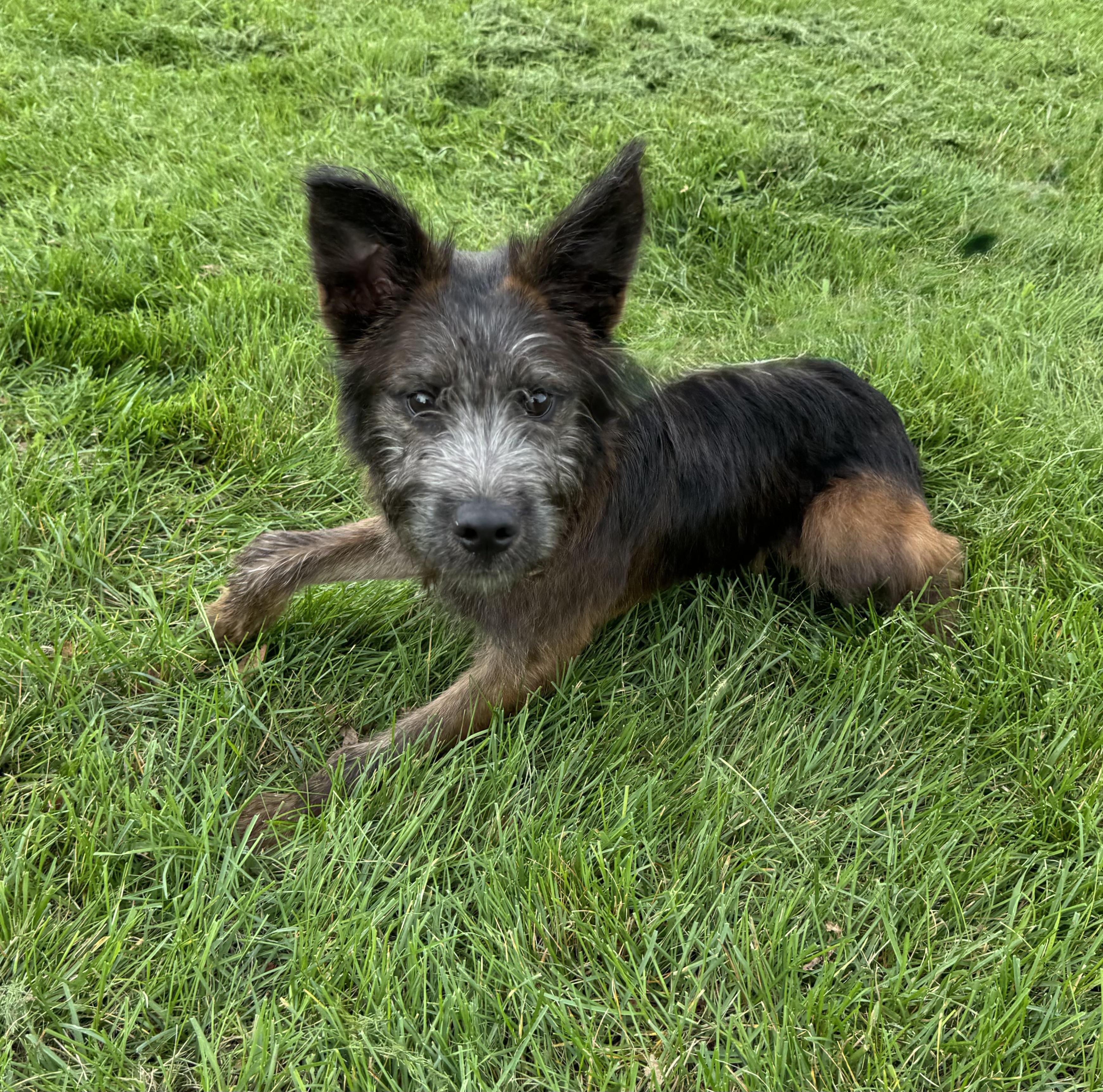 Enlarge Chewbacca, a Adopted mixed breed in Mokena, IL image 2/4