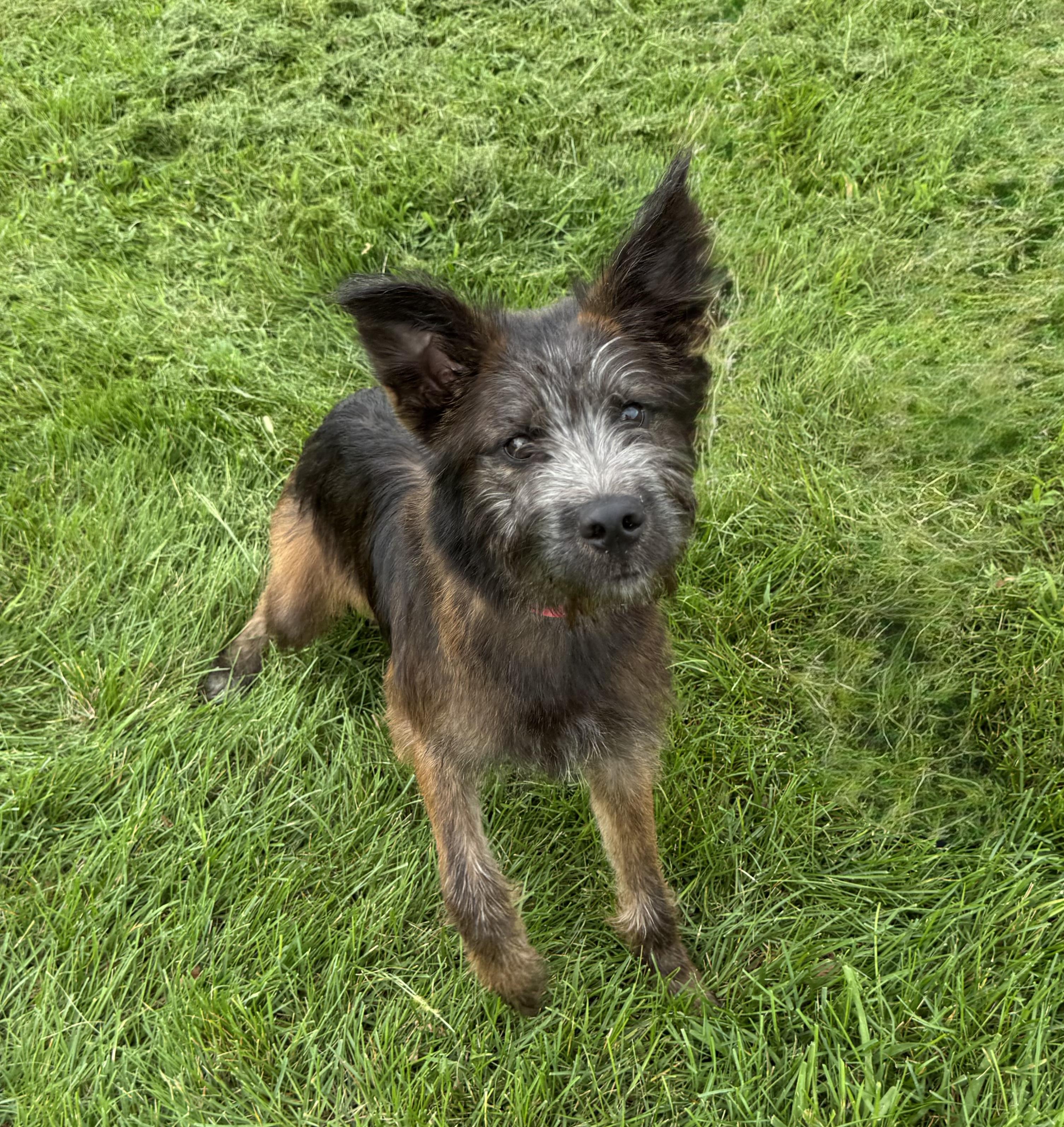 Enlarge Chewbacca, a Adopted mixed breed in Mokena, IL image 3/4