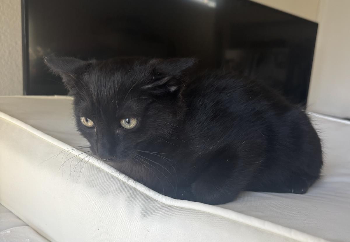 Nibbles Le Mew, Adoptable, Kitten Male Domestic Short Hair.