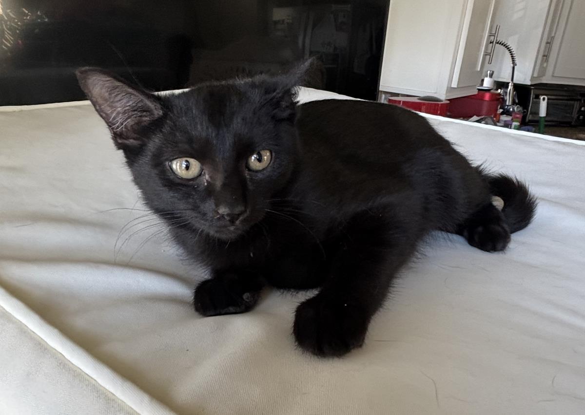 Enlarge Nibbles Le Mew, a Adoptable Domestic Short Hair in Chandler, AZ image 2/2