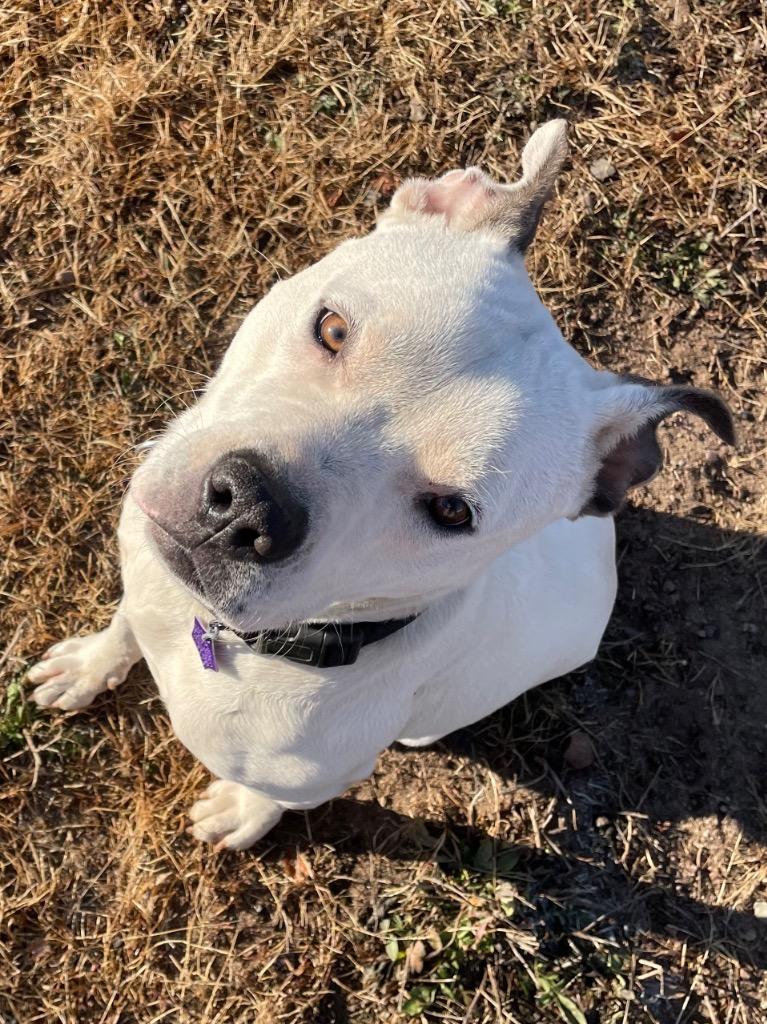 Ripley, Adoptable, Young Male Pit Bull Terrier.