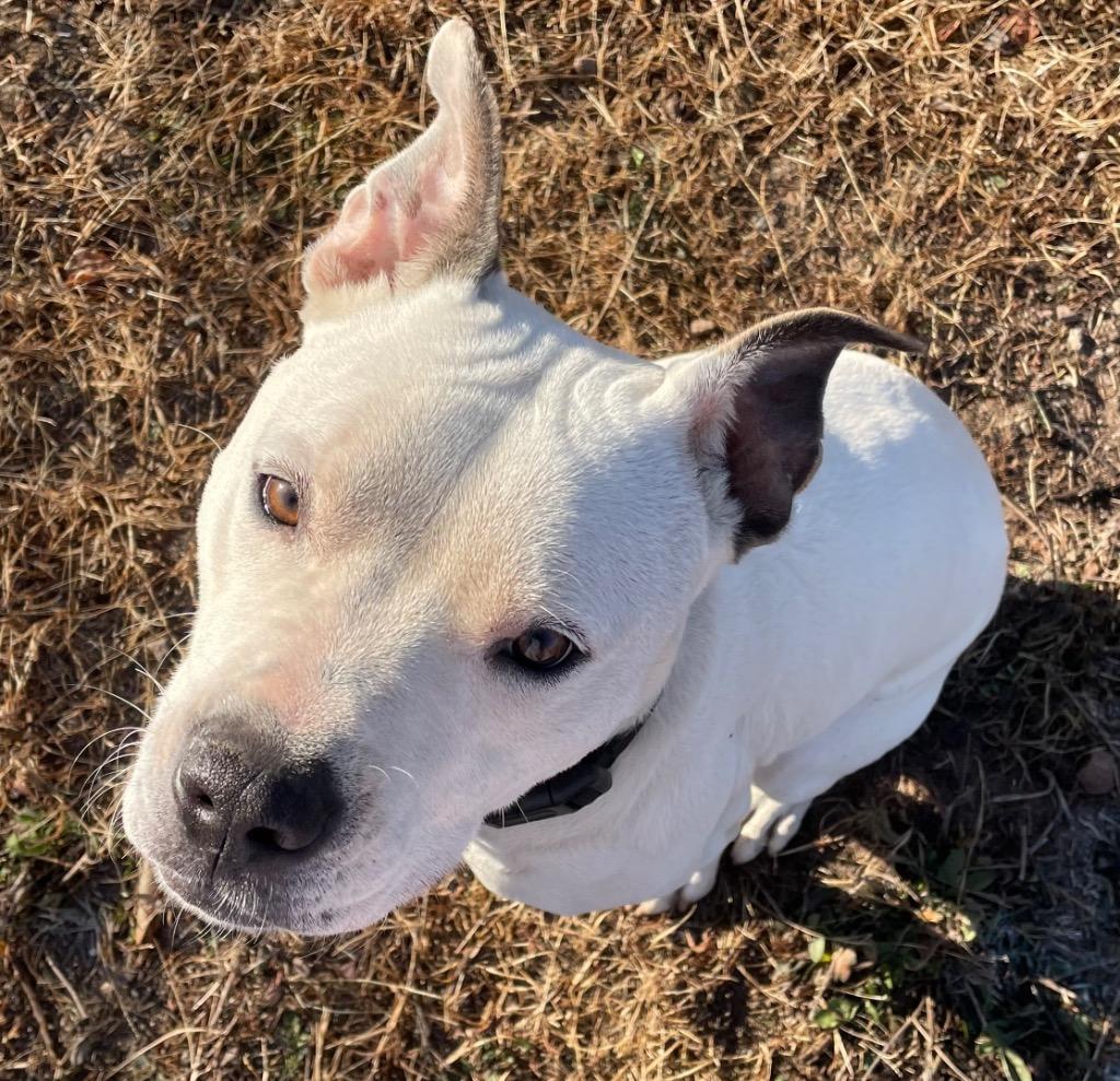 Enlarge Ripley, a Adoptable Pit Bull Terrier in Spooner, WI image 2/4
