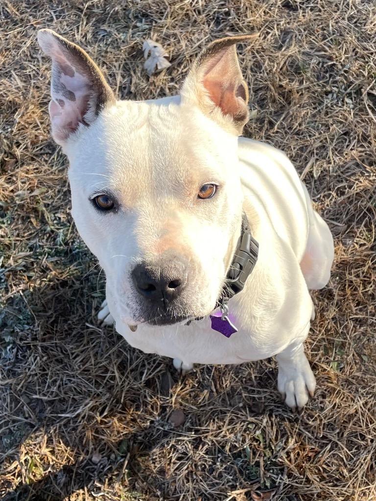 Enlarge Ripley, a Adoptable Pit Bull Terrier in Spooner, WI image 4/4