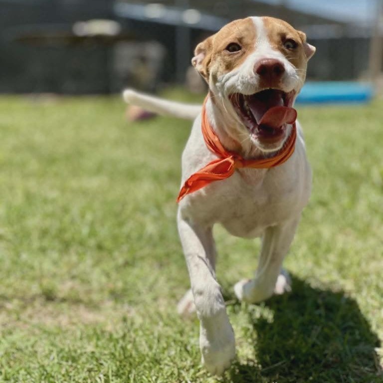 Ginger, ADOPTABLE, Young Female English Pointer.