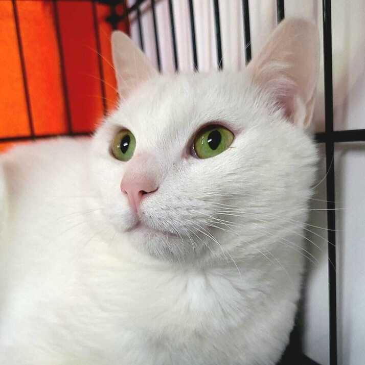 Enlarge Pasha, a Adoptable Domestic Short Hair in Jessup, MD image 1/3
