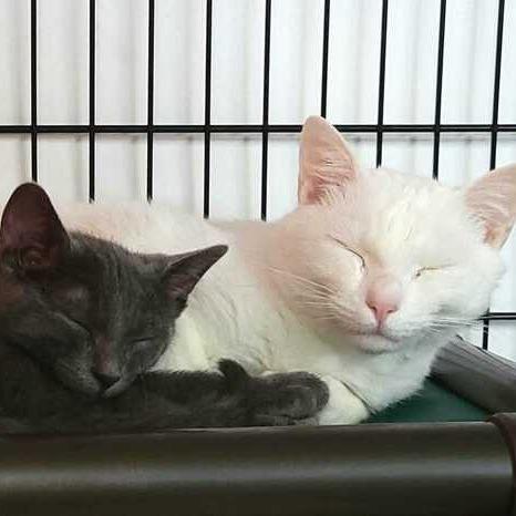 Enlarge Pasha, a Adoptable Domestic Short Hair in Jessup, MD image 2/3