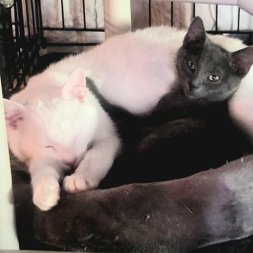 Enlarge Pasha, a Adoptable Domestic Short Hair in Jessup, MD image 3/3