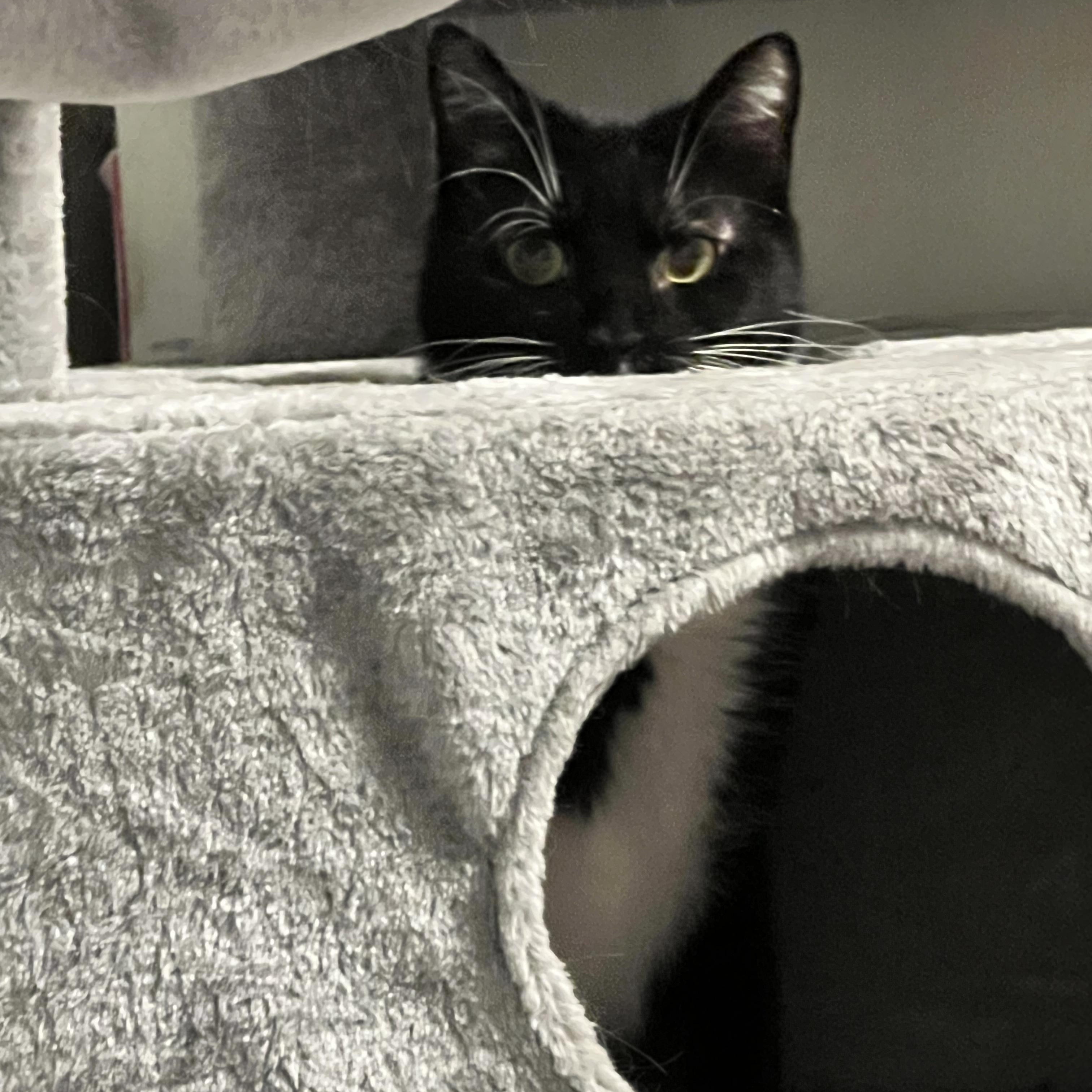 Enlarge Penguin, an adopted Tuxedo in east rochester, NY image 4/4