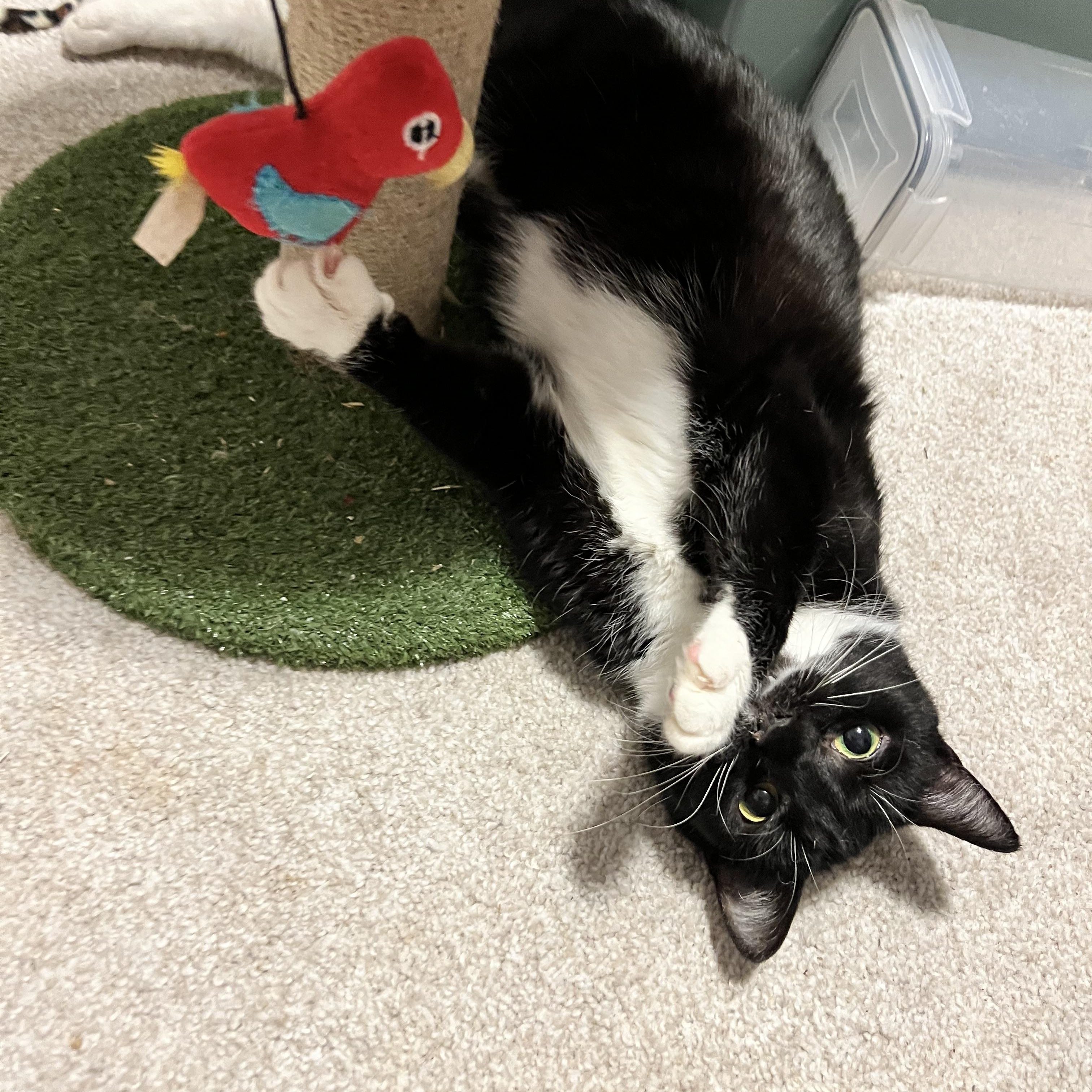 Enlarge Penguin, an adopted Tuxedo in east rochester, NY image 3/4