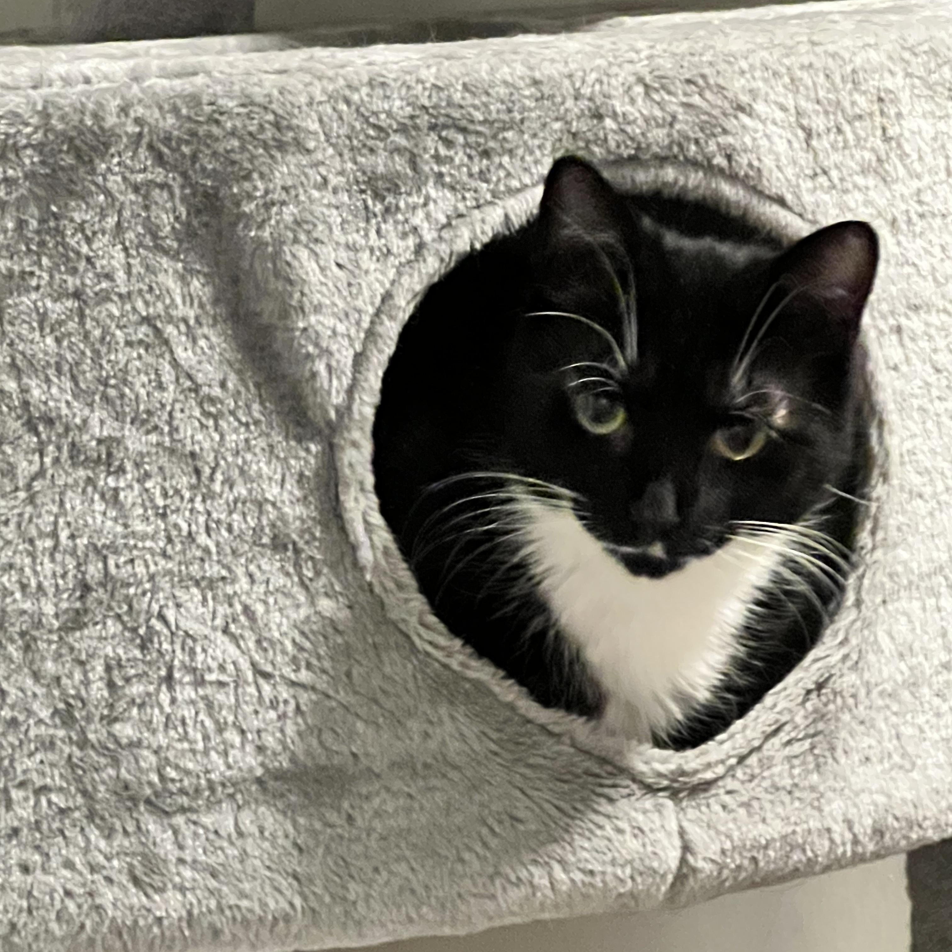 Enlarge Penguin, an adopted Tuxedo in east rochester, NY image 2/4