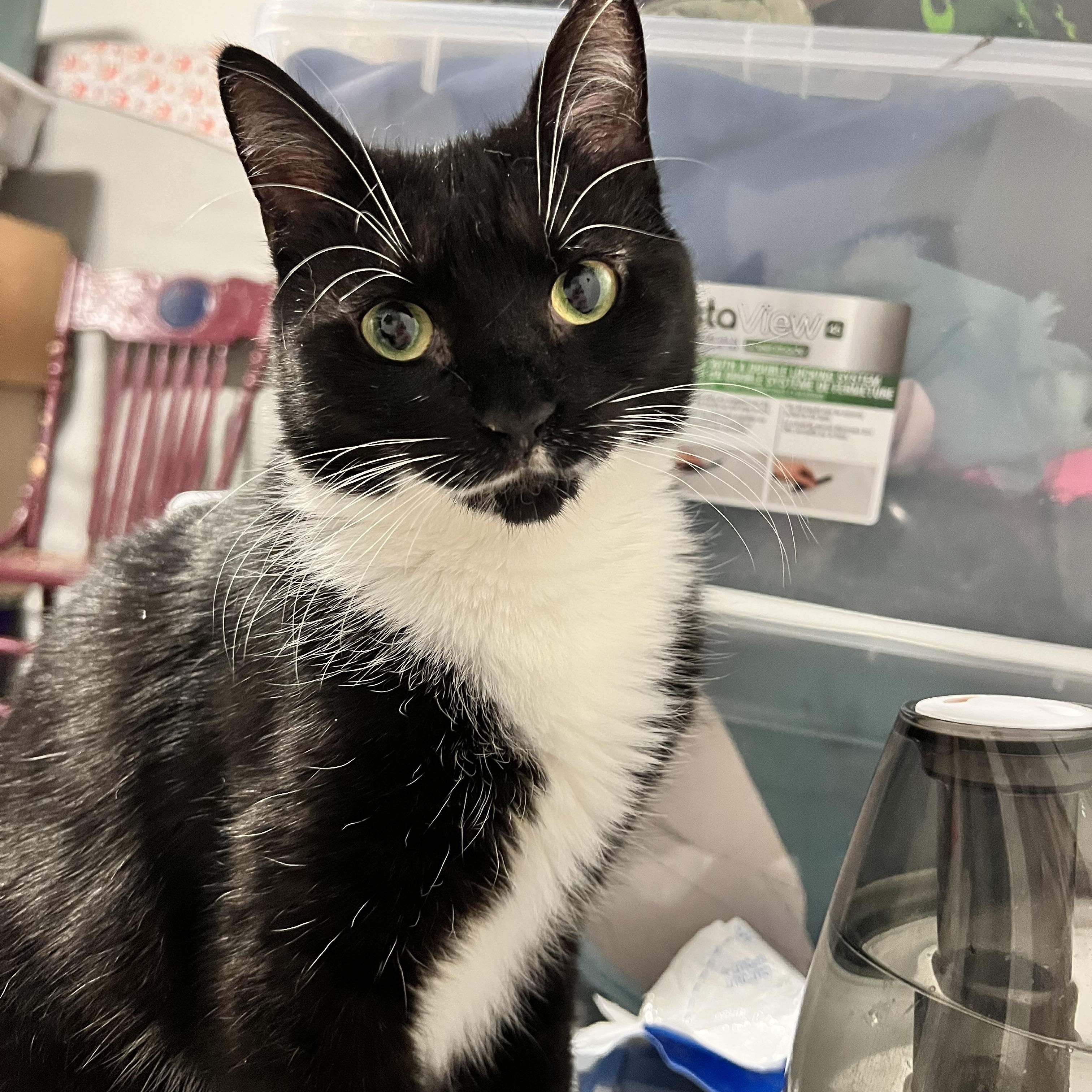 Enlarge Penguin, an adopted Tuxedo in east rochester, NY image 1/4