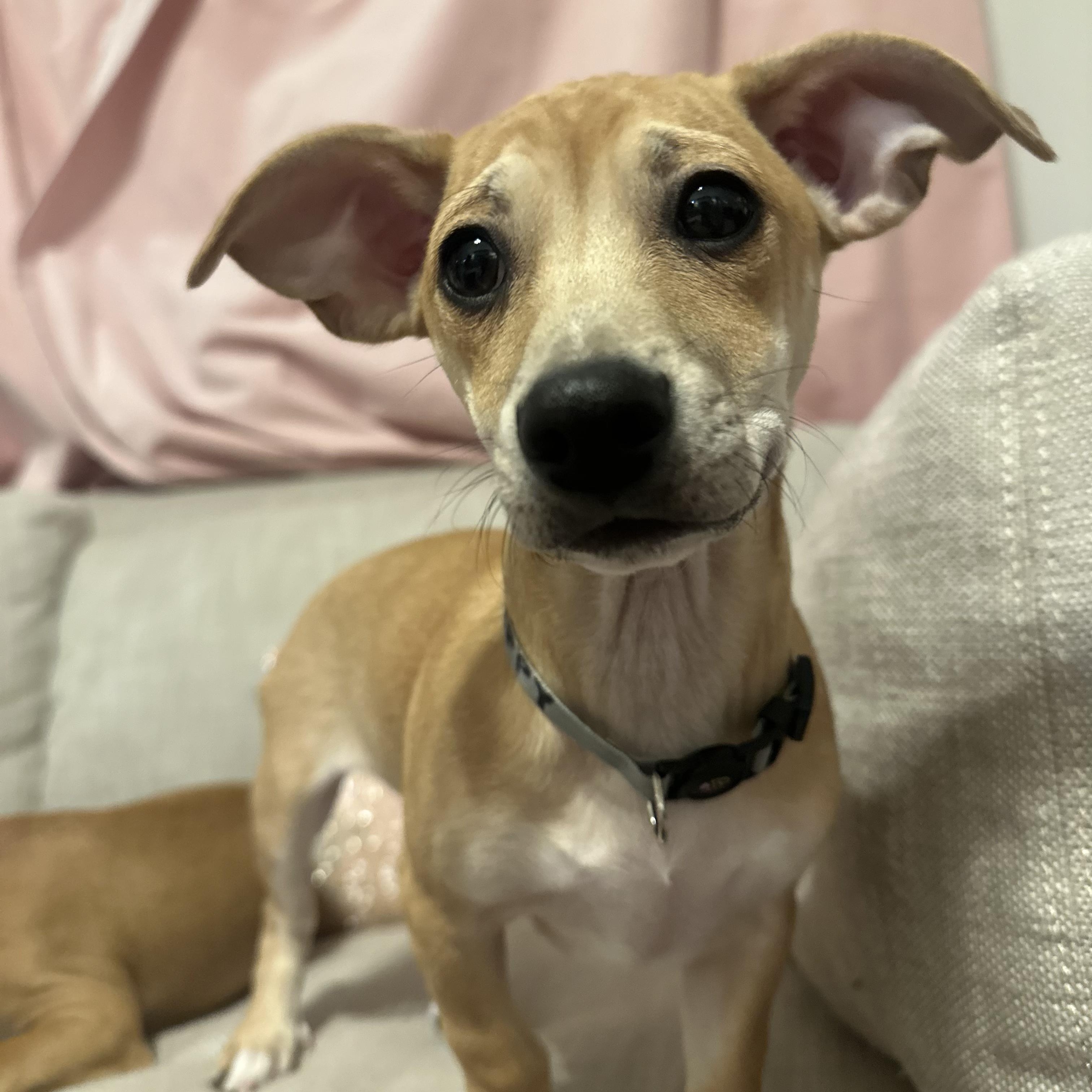 Enlarge Chippy, an adopted mixed breed in Bernardsville, NJ image 3/4