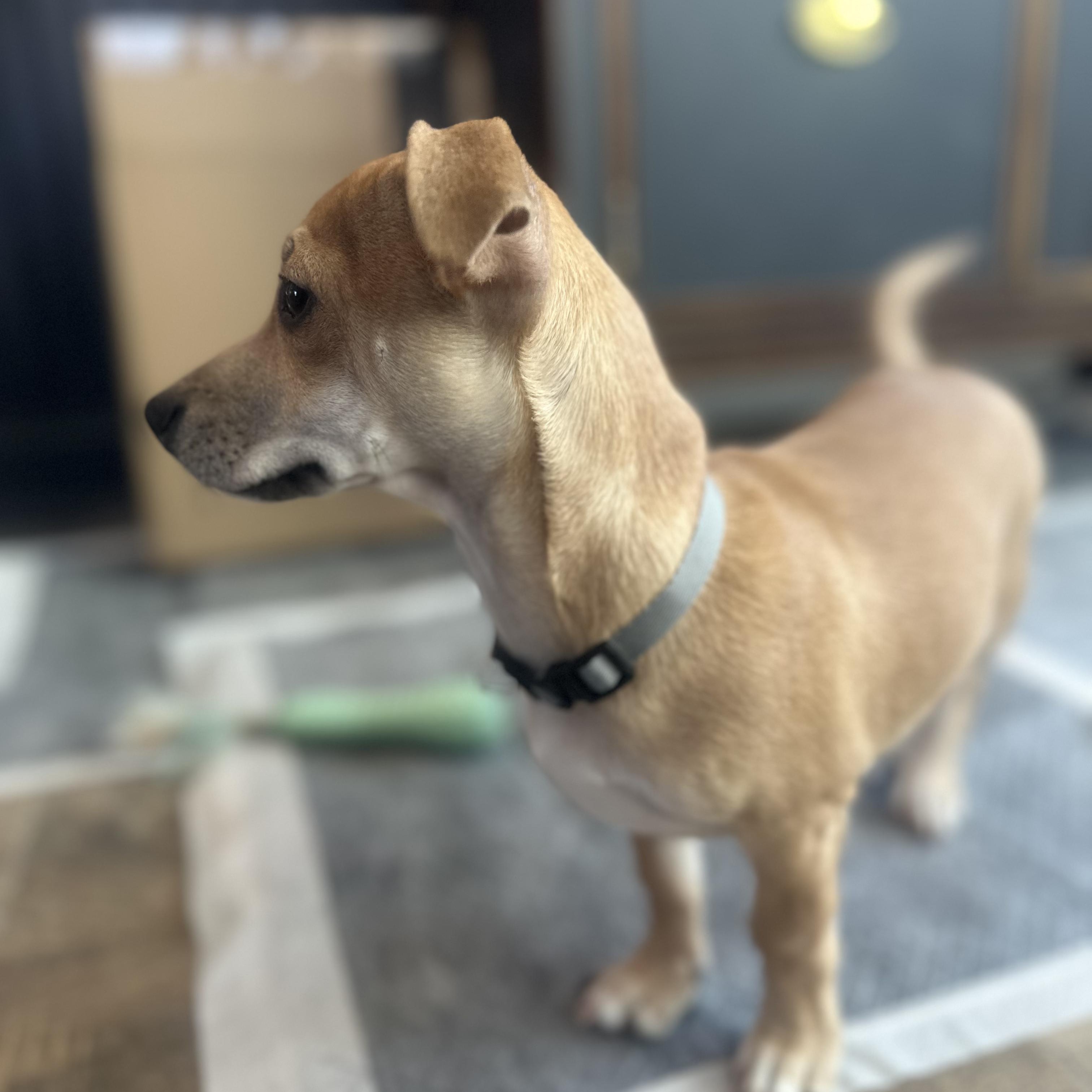 Enlarge Chippy, an adopted mixed breed in Bernardsville, NJ image 2/4