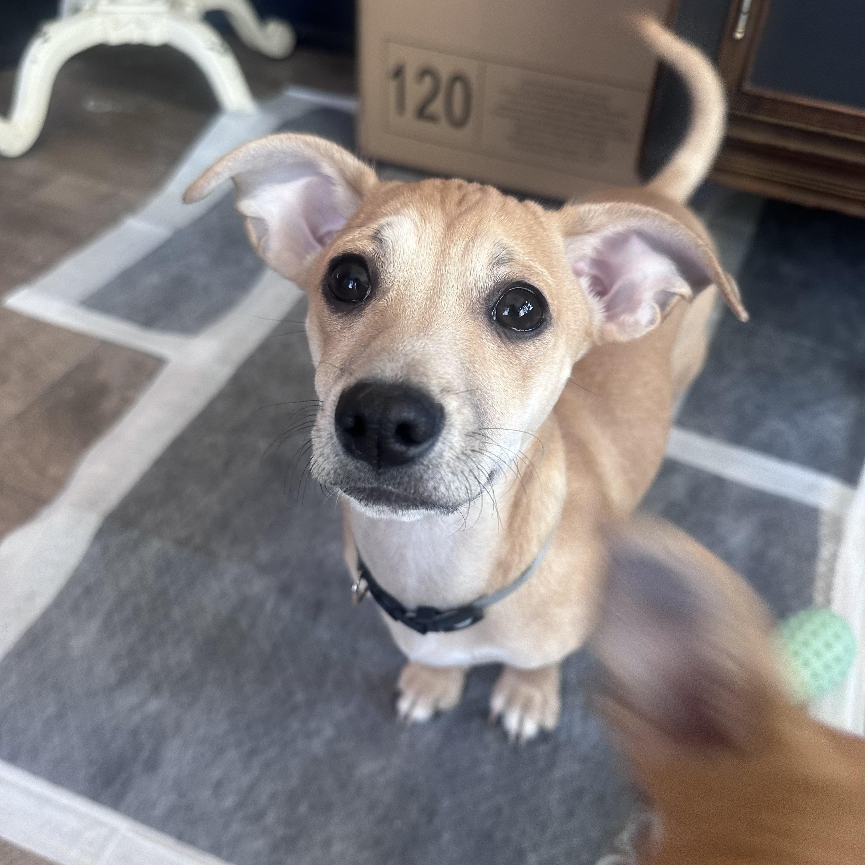 Enlarge Chippy, an adopted mixed breed in Bernardsville, NJ image 4/4