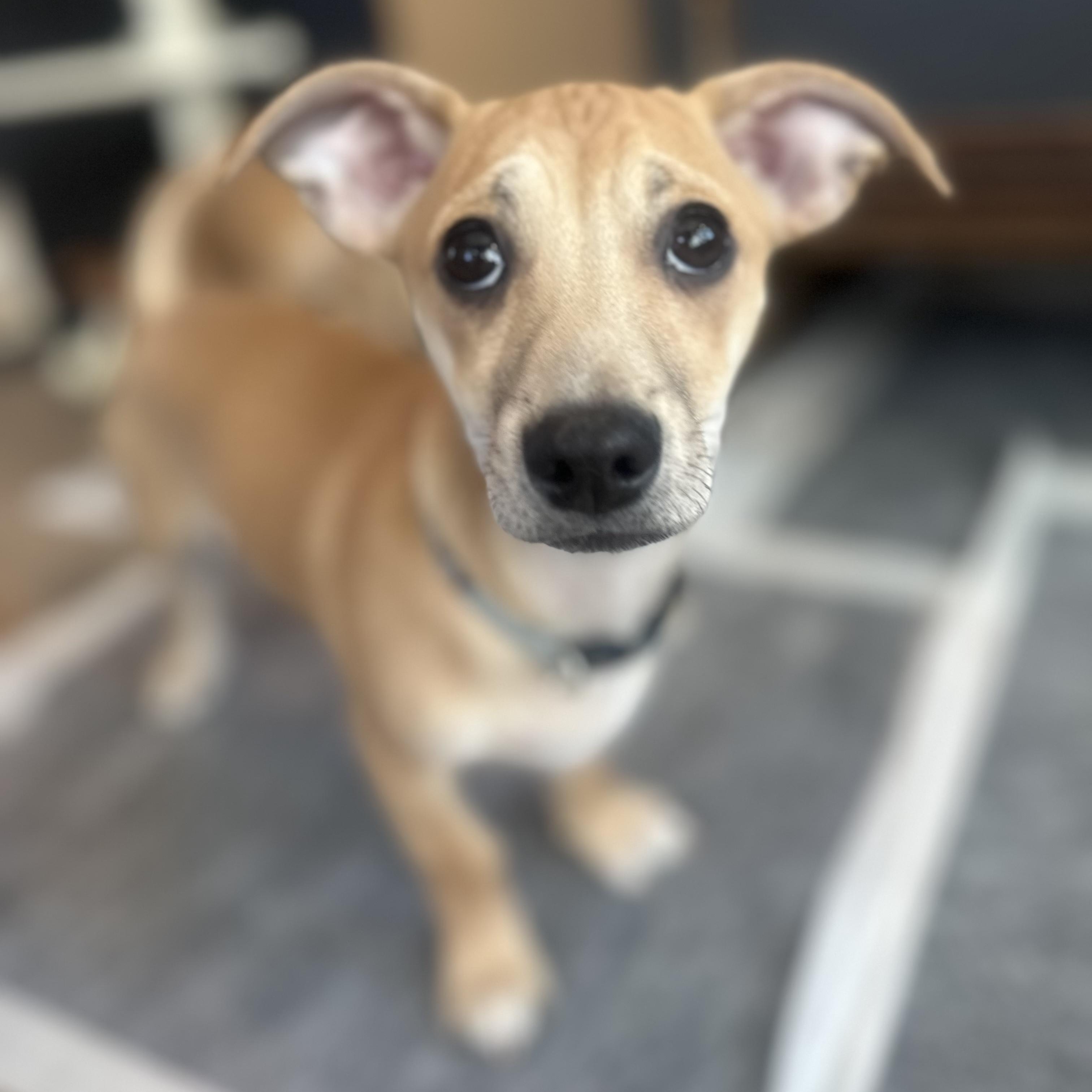 Enlarge Chippy, an adopted mixed breed in Bernardsville, NJ image 1/4