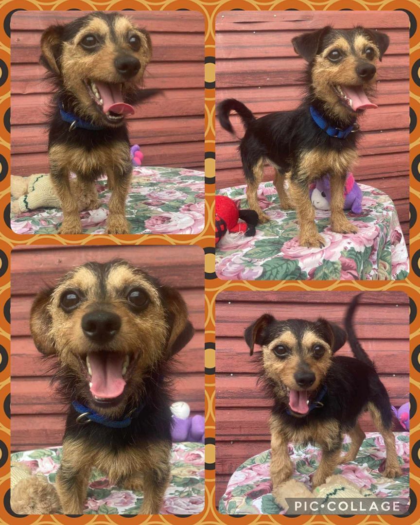 Larry, Adopted, Adult Male Australian Terrier.