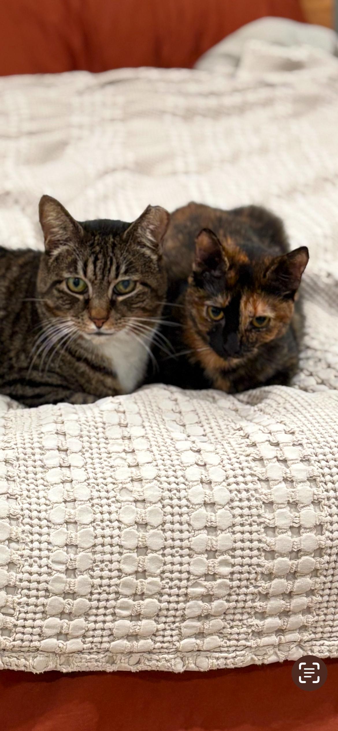 Enlarge Manny & Shelly, a hold Domestic Short Hair in Yardley, PA image 1/4