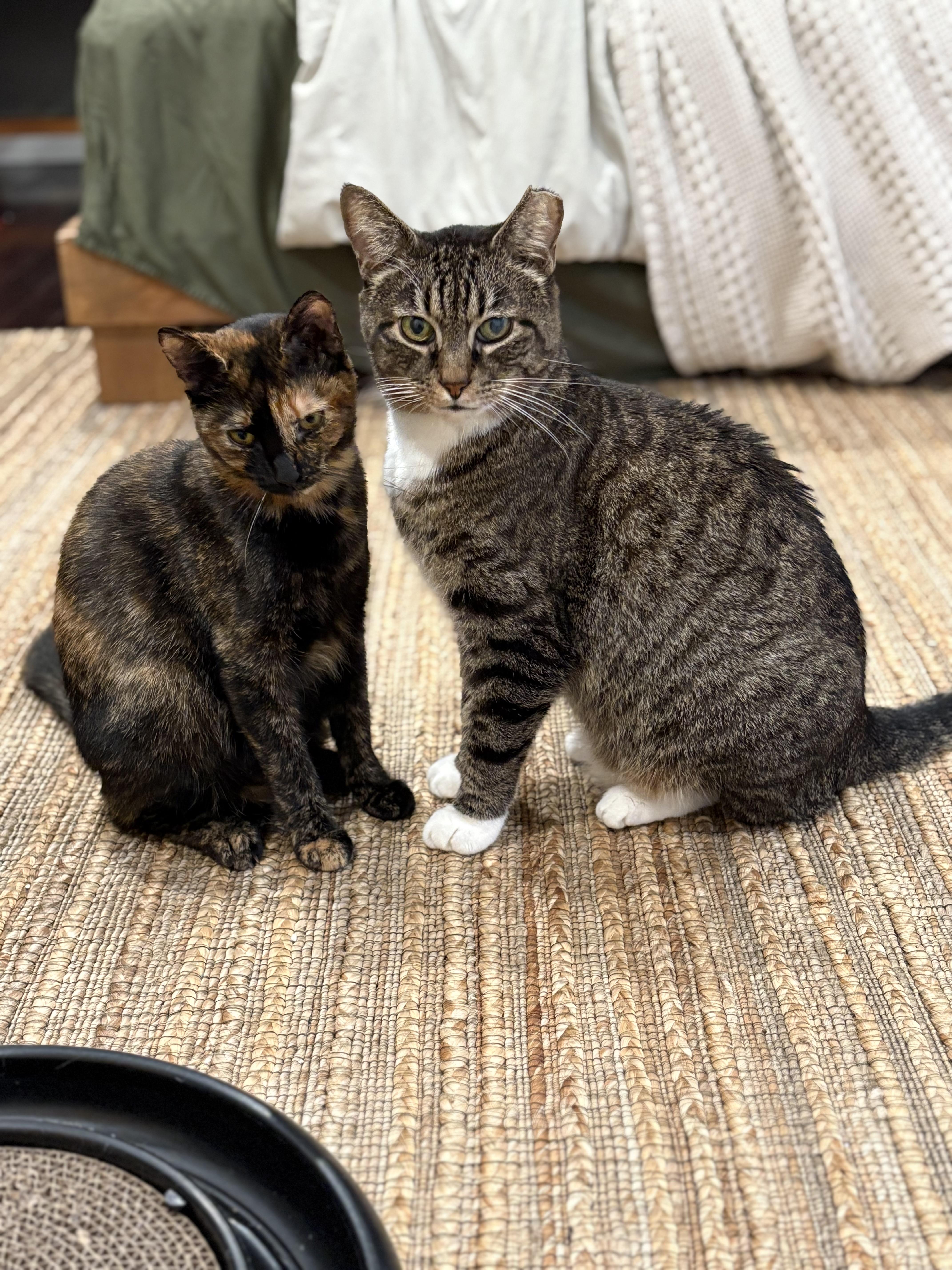 Enlarge Manny & Shelly, a hold Domestic Short Hair in Yardley, PA image 2/4