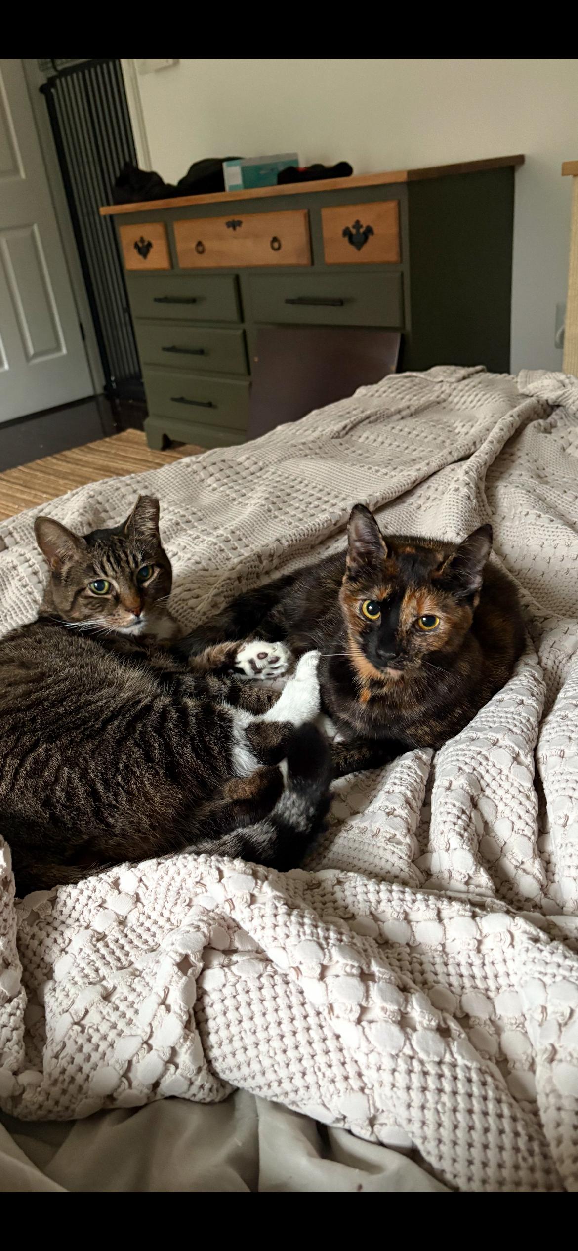 Enlarge Manny & Shelly, a hold Domestic Short Hair in Yardley, PA image 3/4