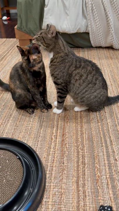 Enlarge Manny & Shelly, a hold Domestic Short Hair in Yardley, PA video 4/4