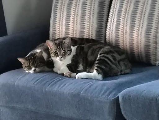 Siya *COURTESY POST*, Adoptable, Young Female Tabby & Domestic Short Hair.