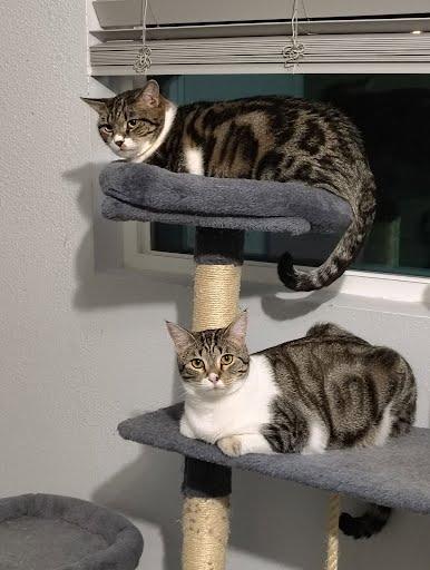 Siya *COURTESY POST*, an adoptable Tabby, Domestic Short Hair in Sacramento, CA, 95834 | Photo Image 3