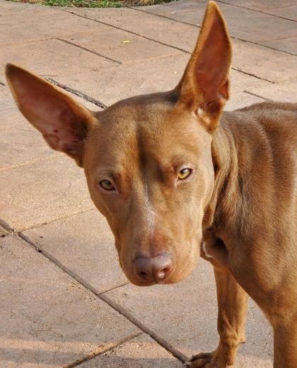 Avery, Adoptable, Adult Female Terrier & Mixed Breed.