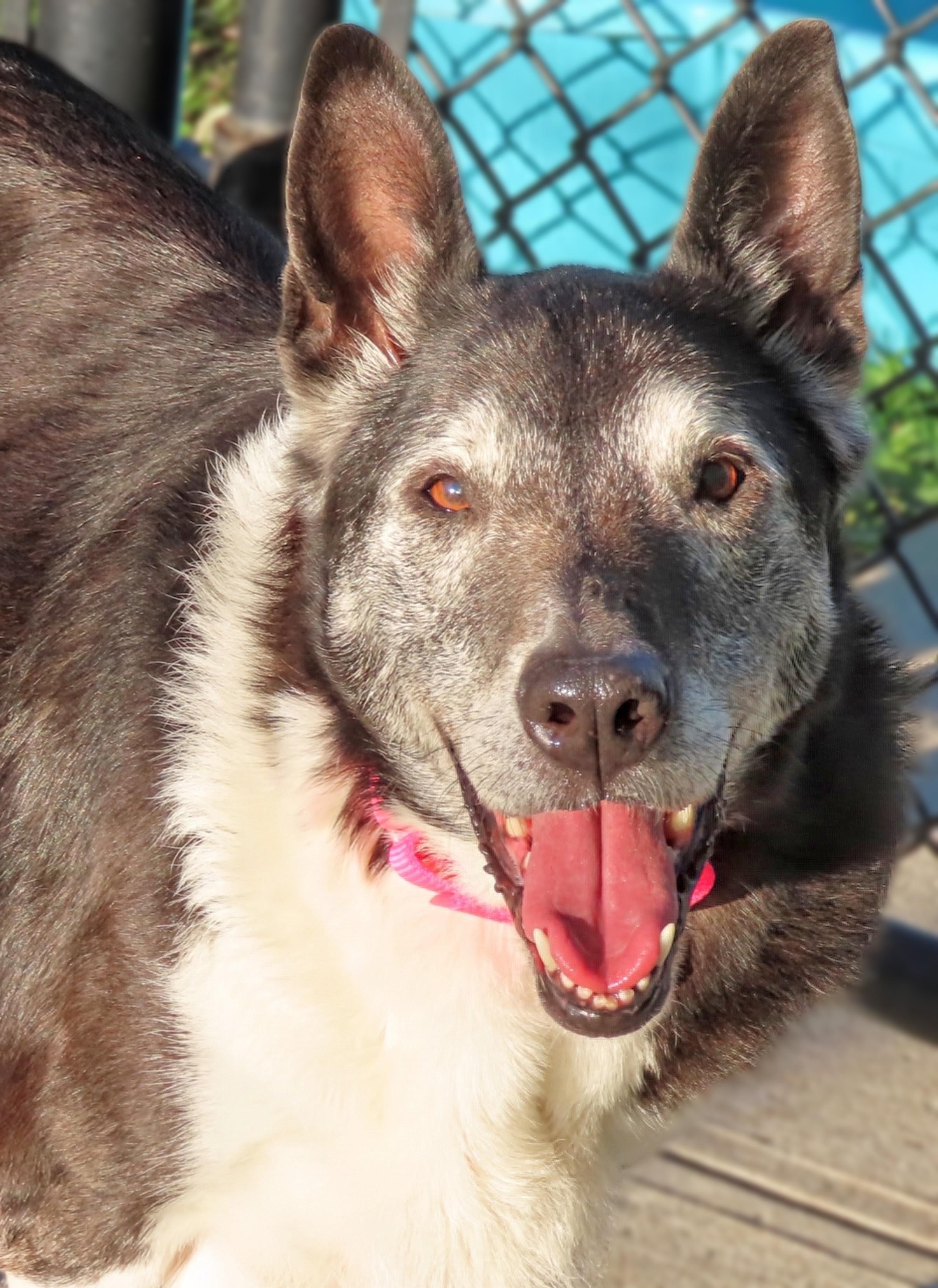 Enlarge 26-446 Elle, a Adoptable mixed breed in Amityville, NY image 2/6