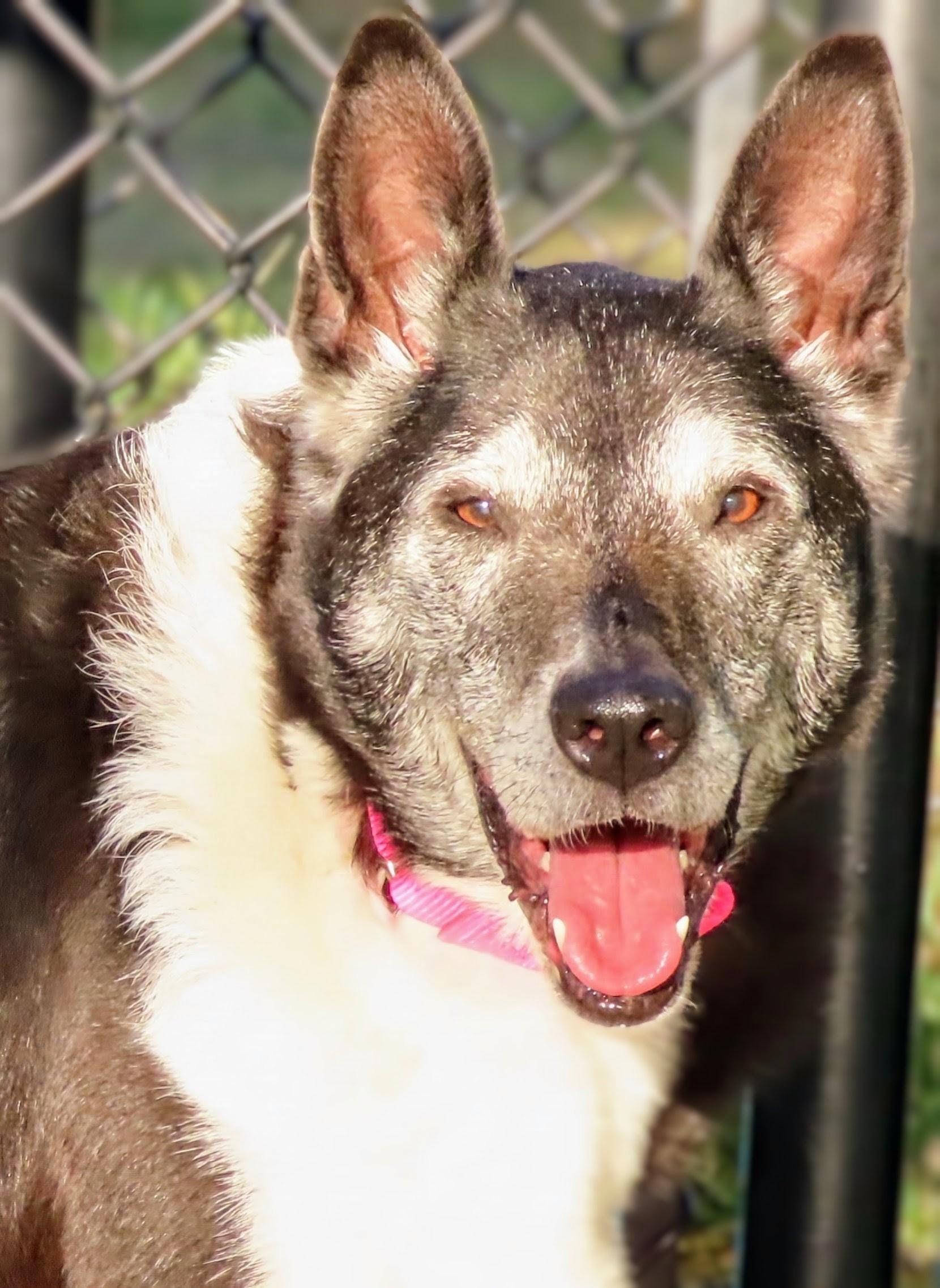 Enlarge 26-446 Elle, a Adoptable mixed breed in Amityville, NY image 1/6