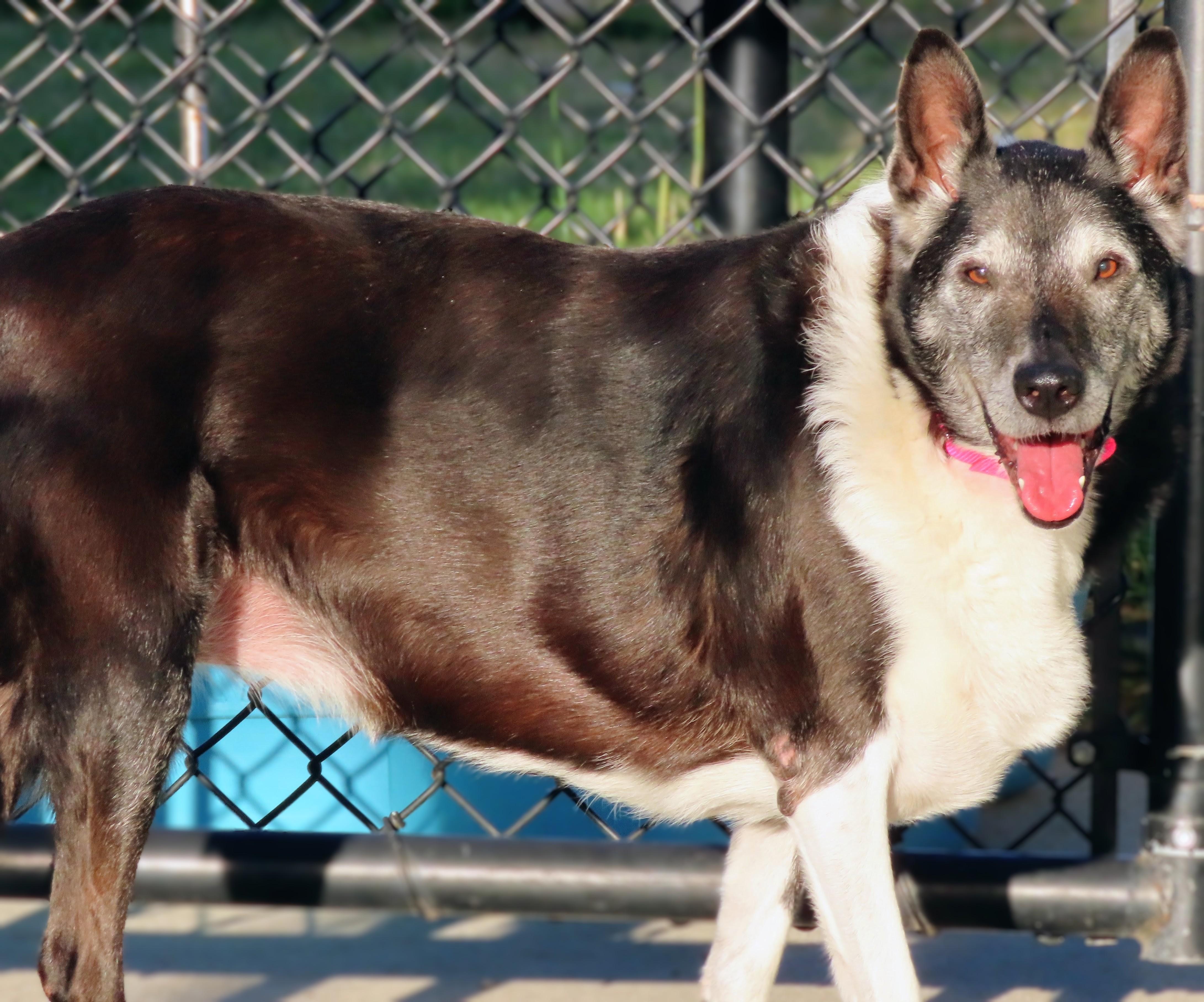 Enlarge 26-446 Elle, a Adoptable mixed breed in Amityville, NY image 3/6