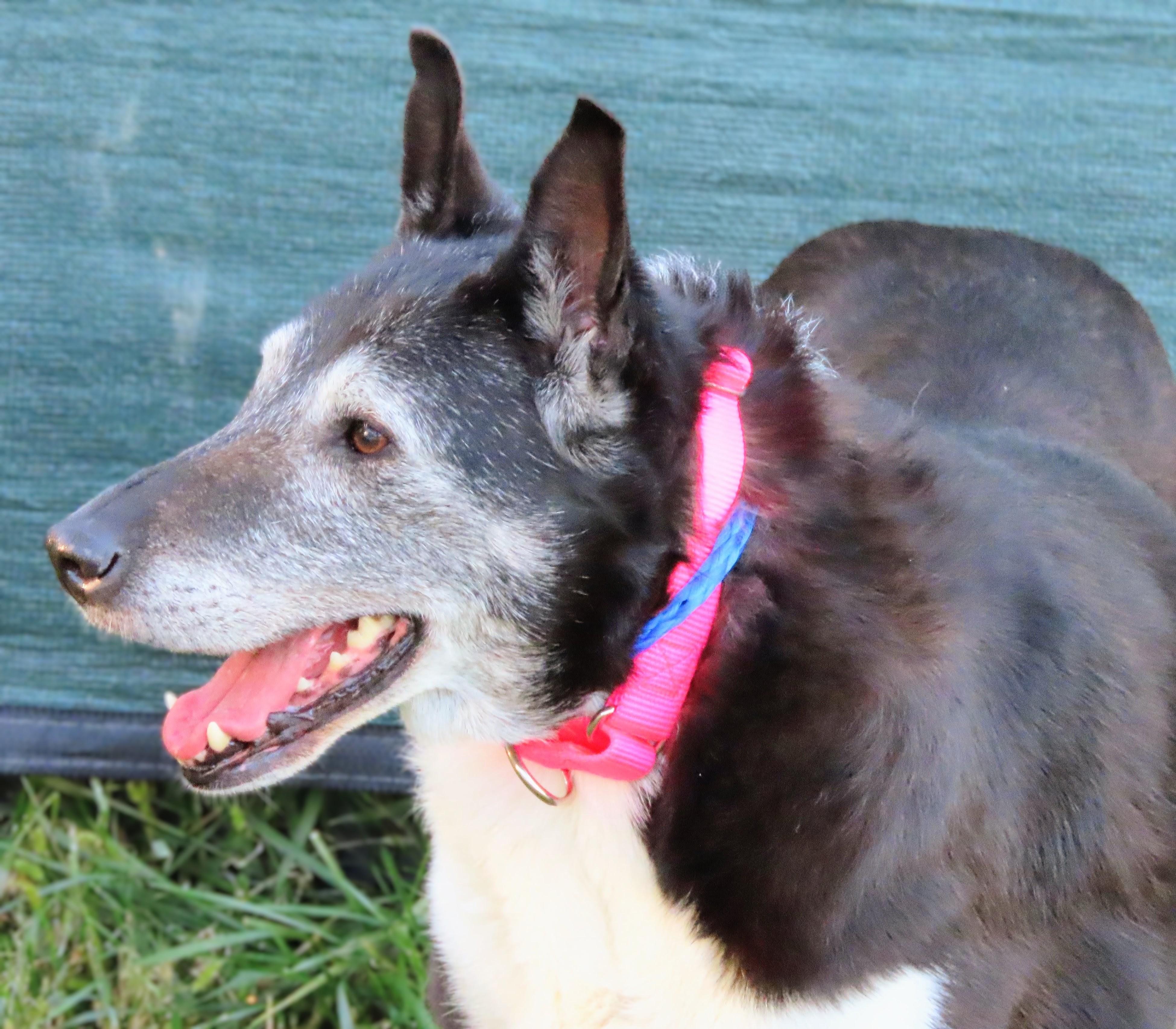 Enlarge 26-446 Elle, a Adoptable mixed breed in Amityville, NY image 4/6