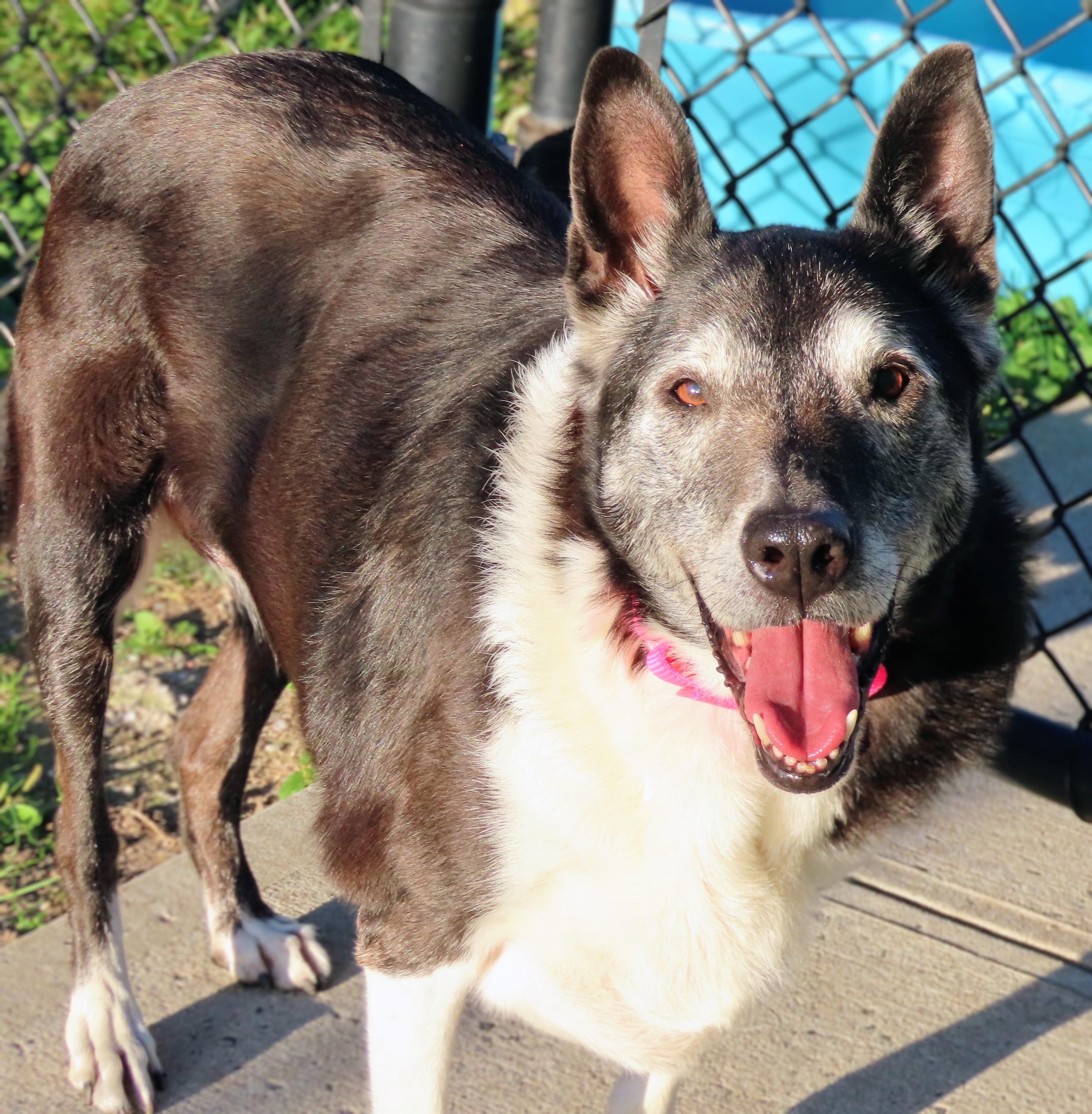 Enlarge 26-446 Elle, a Adoptable mixed breed in Amityville, NY image 6/6