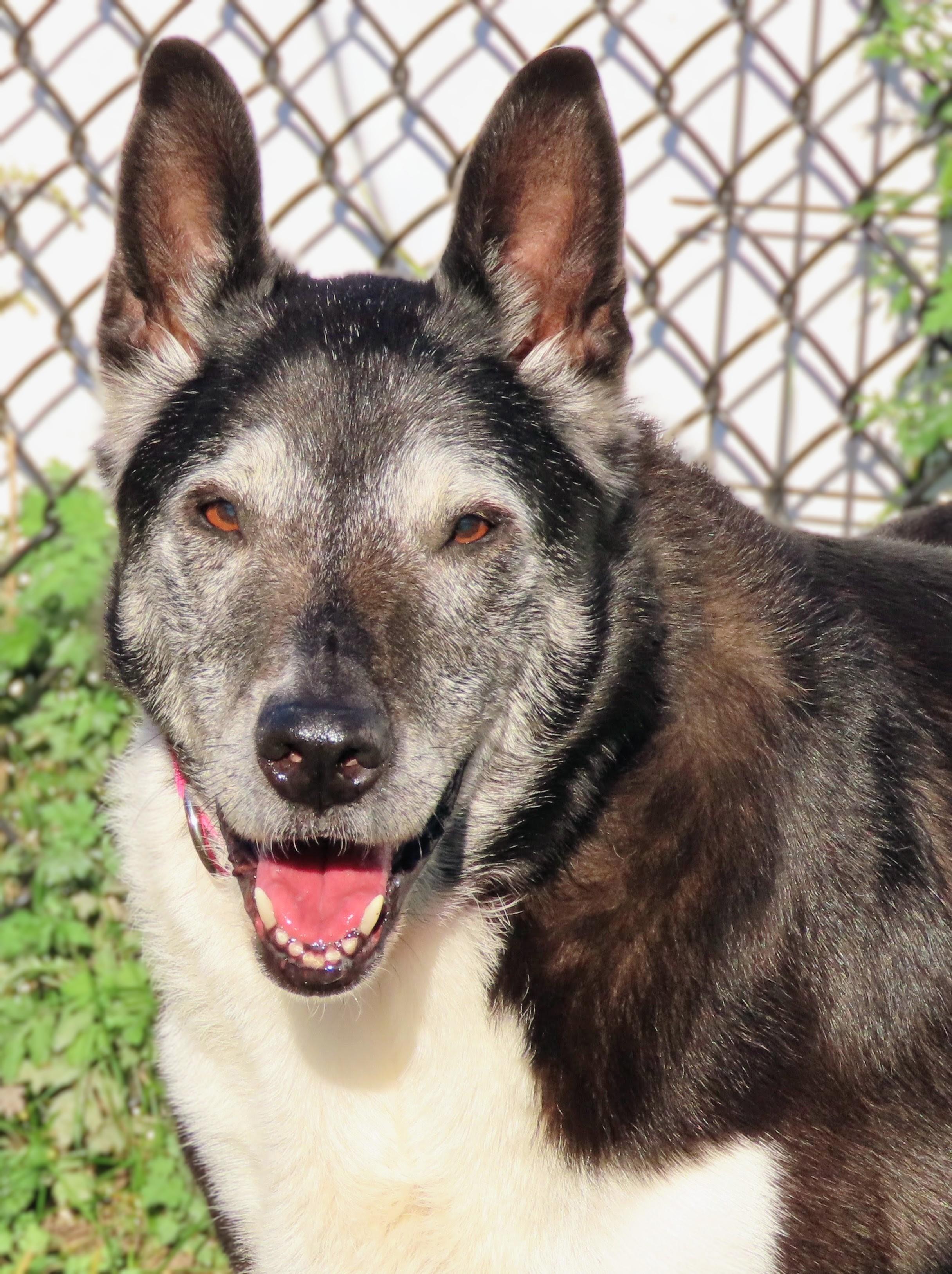 Enlarge 26-446 Elle, a Adoptable mixed breed in Amityville, NY image 5/6