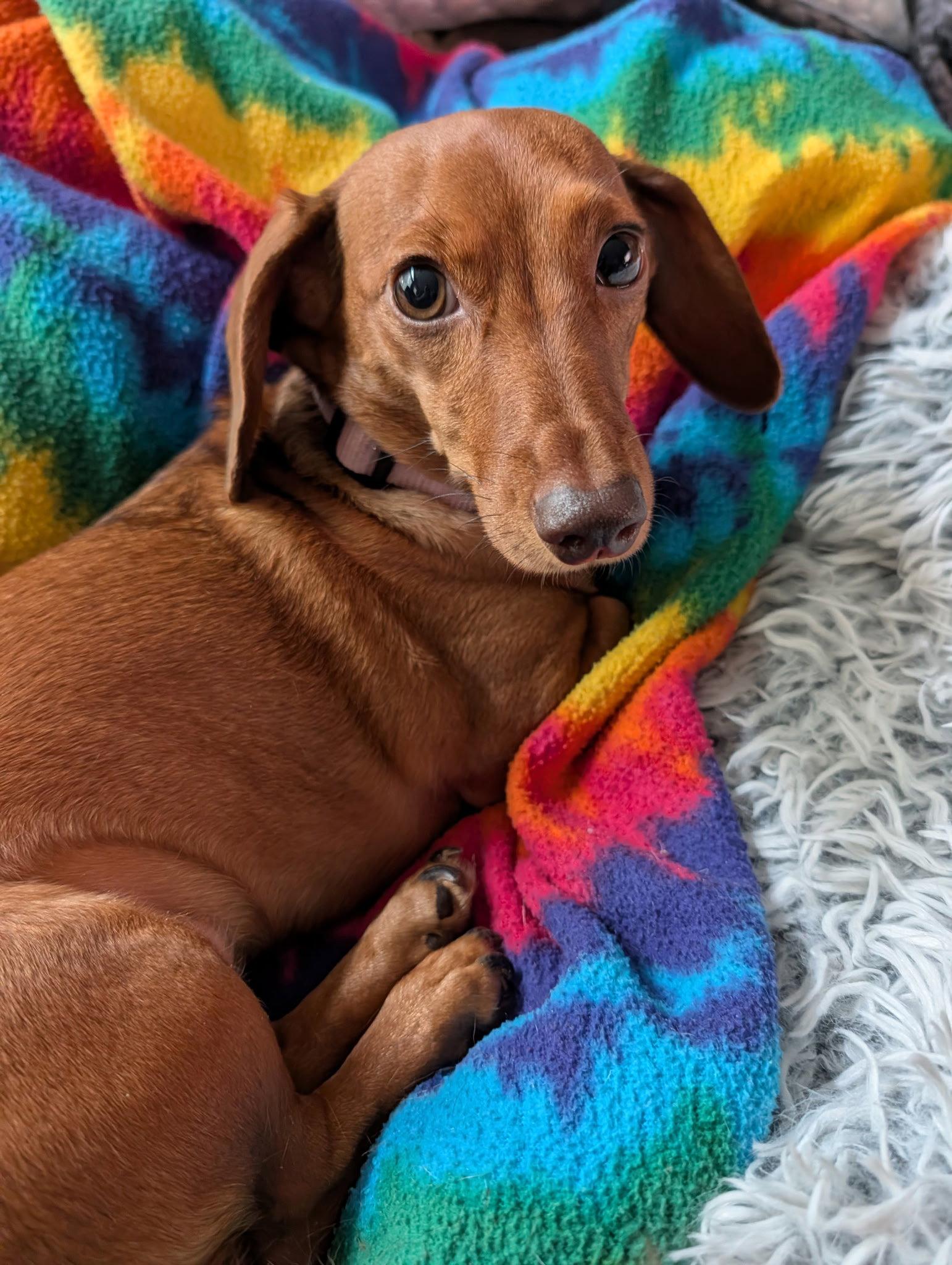 Paisley4, Adopted, Young Female Dachshund.
